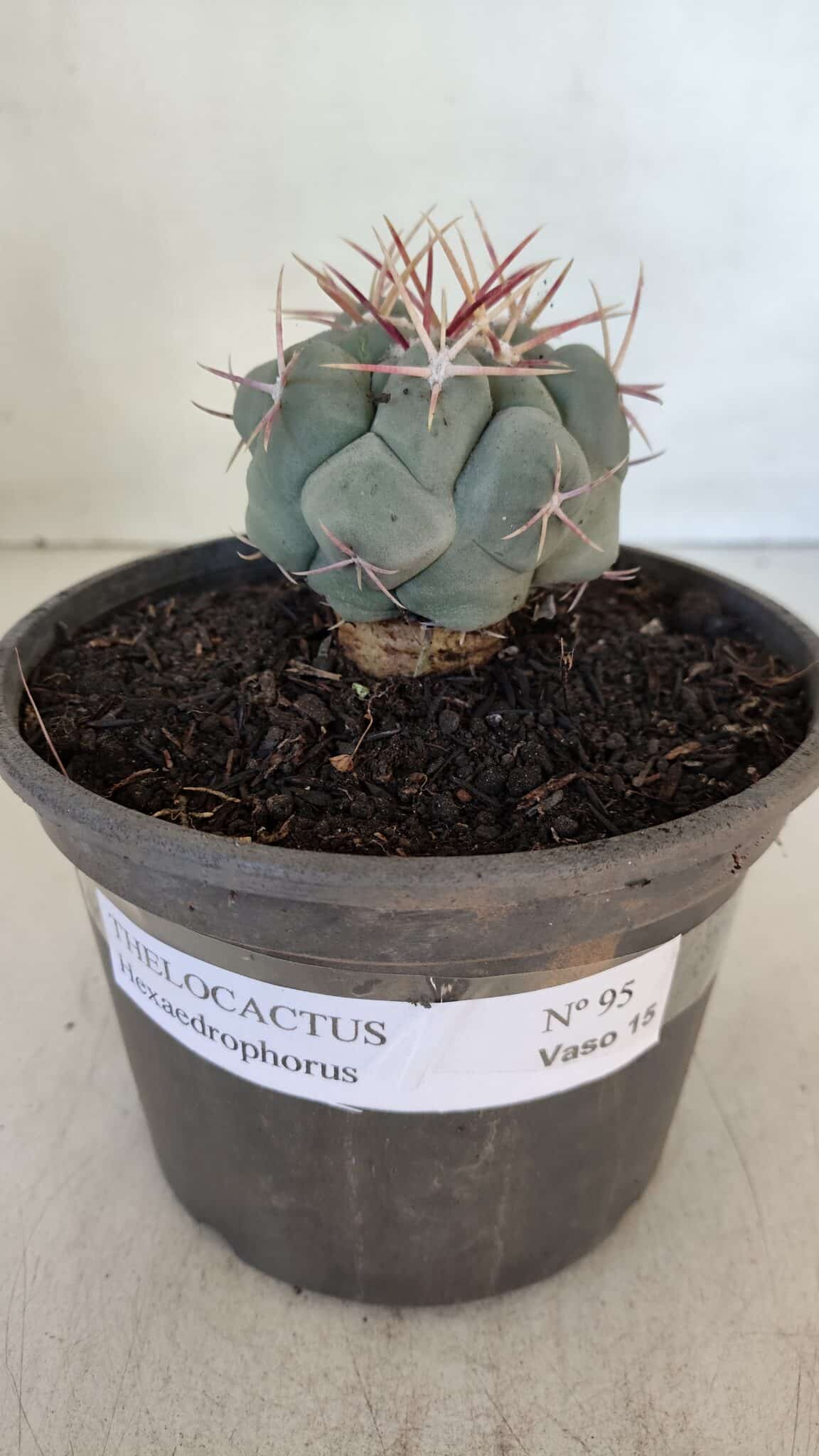 THELOCACTUS Hexaedrophorus Nº 95 – VASO 15