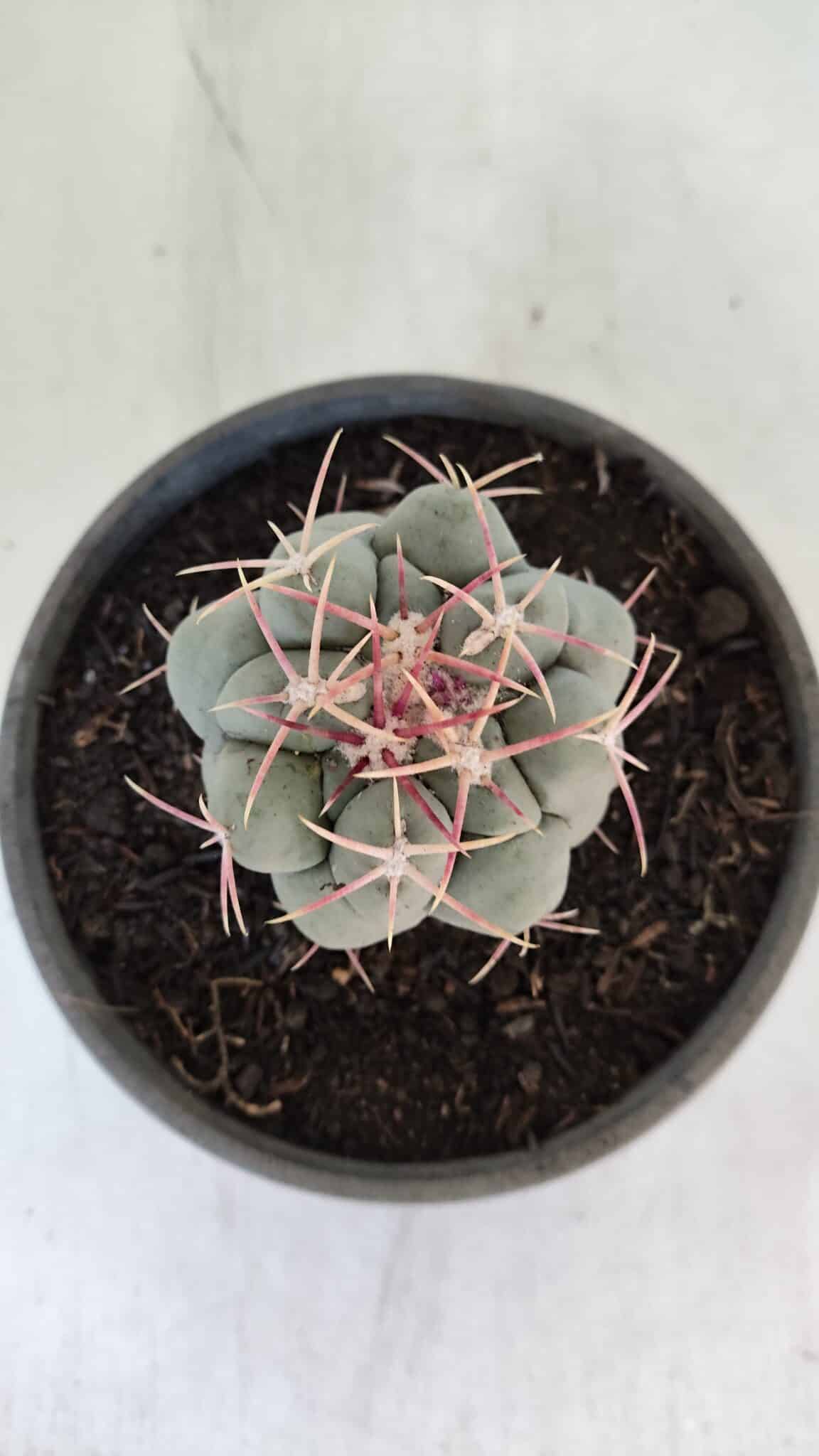 THELOCACTUS Hexaedrophorus Nº 95 – VASO 15