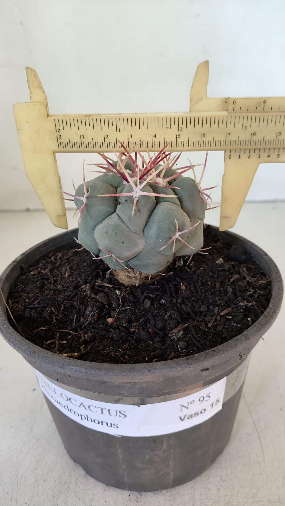 THELOCACTUS Hexaedrophorus Nº 95 – VASO 15