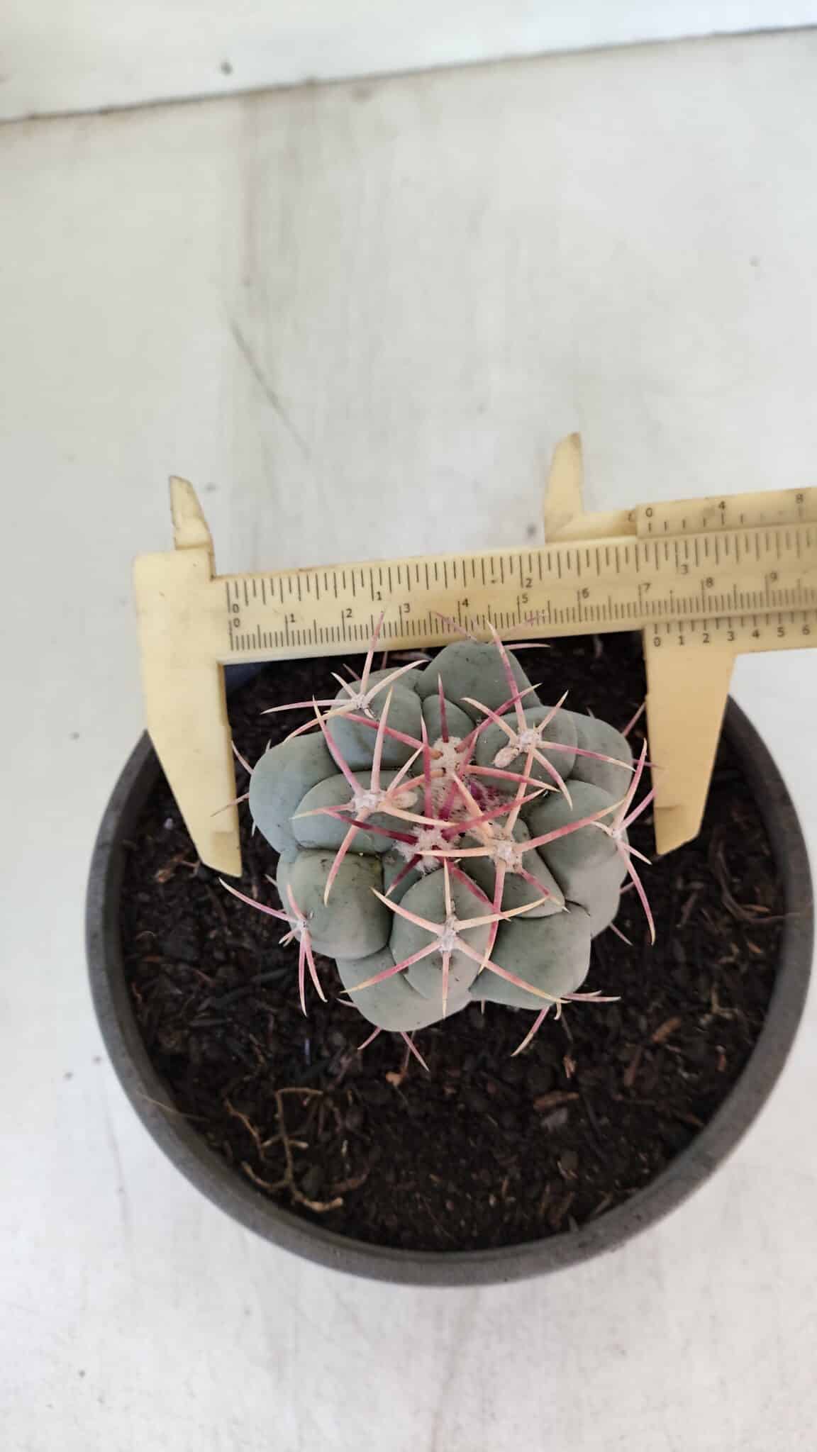 THELOCACTUS Hexaedrophorus Nº 95 – VASO 15