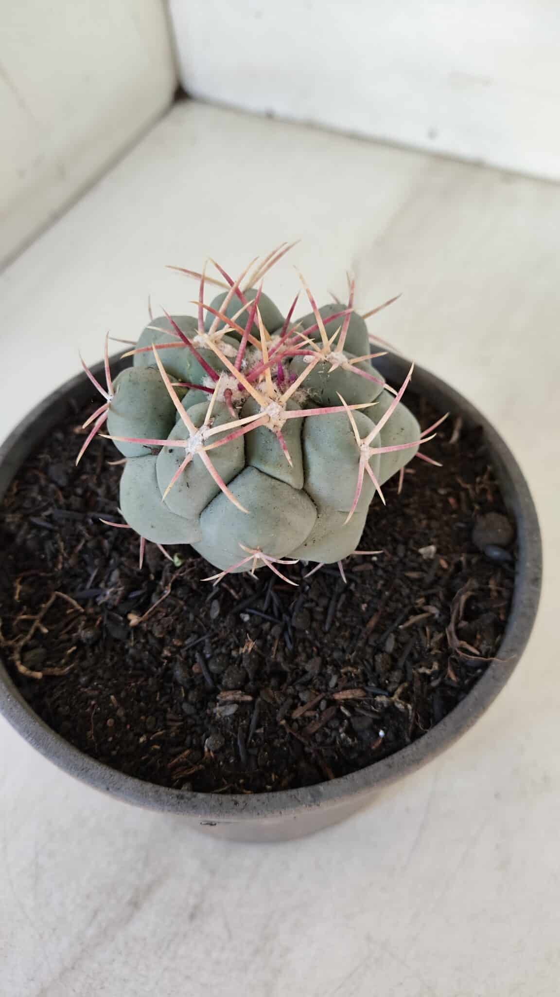 THELOCACTUS Hexaedrophorus Nº 95 – VASO 15