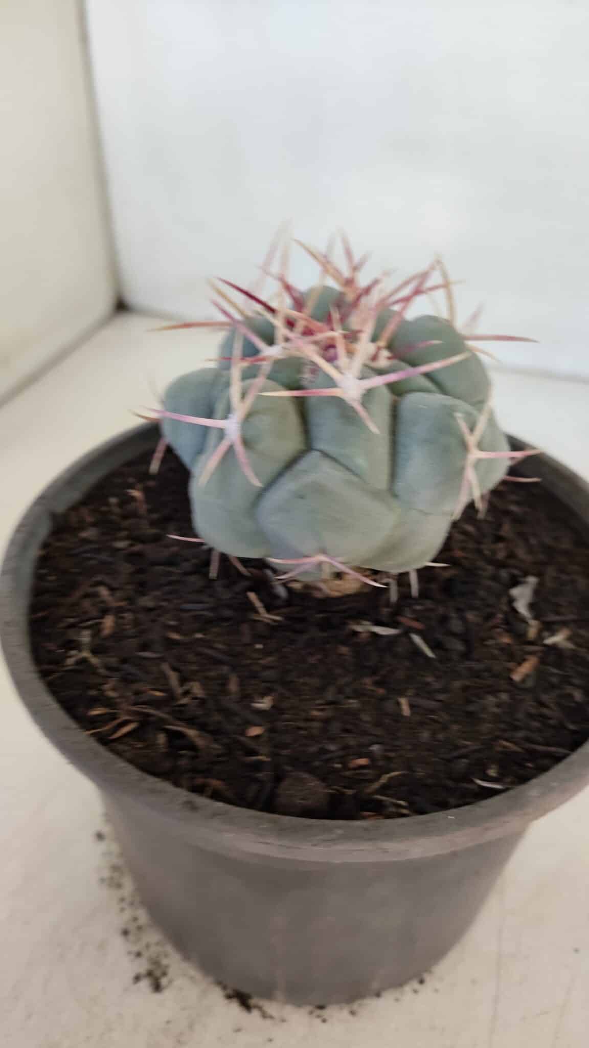 THELOCACTUS Hexaedrophorus Nº 95 – VASO 15