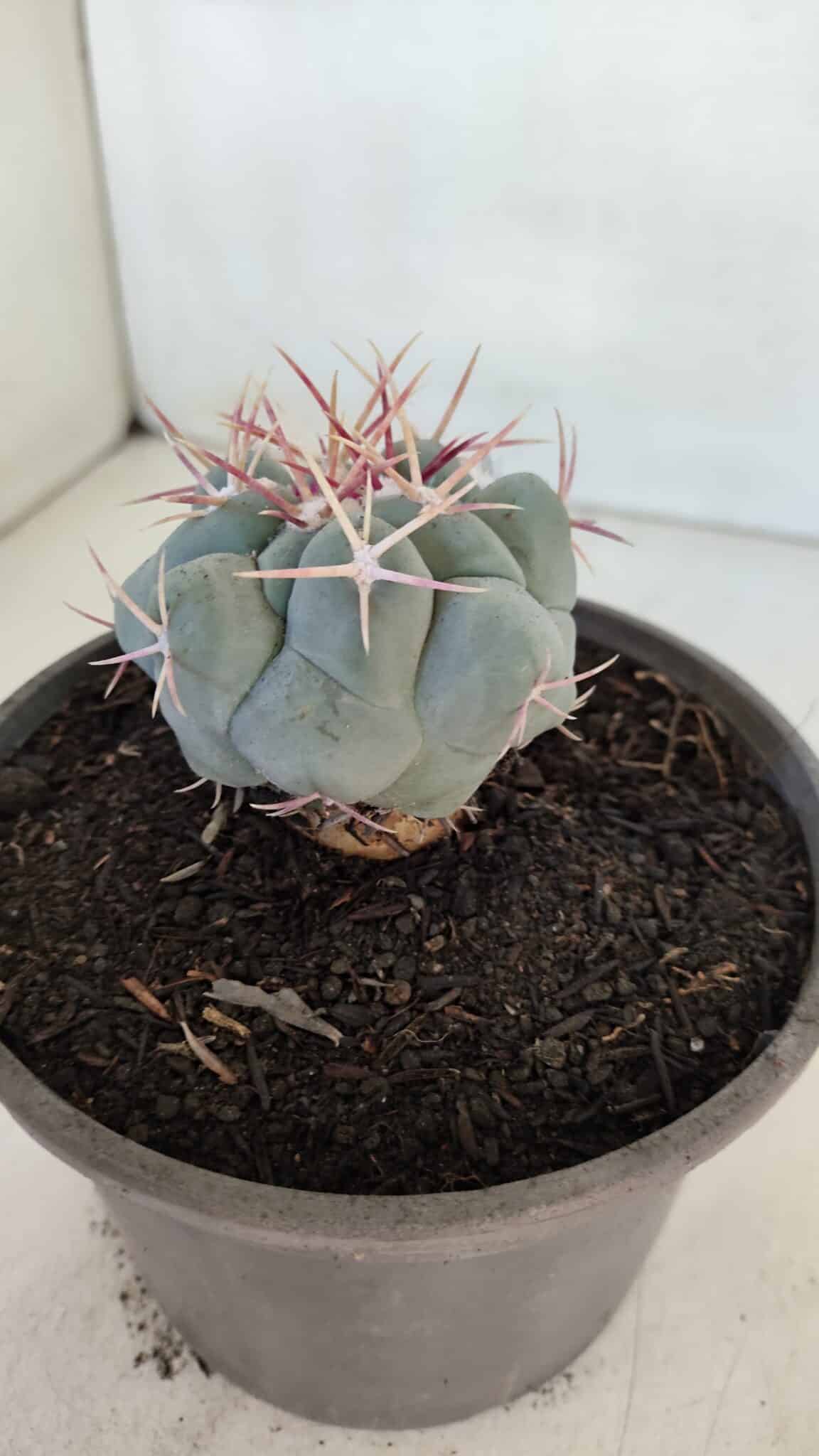 THELOCACTUS Hexaedrophorus Nº 95 – VASO 15