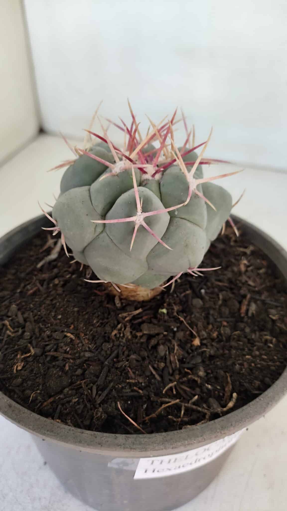 THELOCACTUS Hexaedrophorus Nº 95 – VASO 15