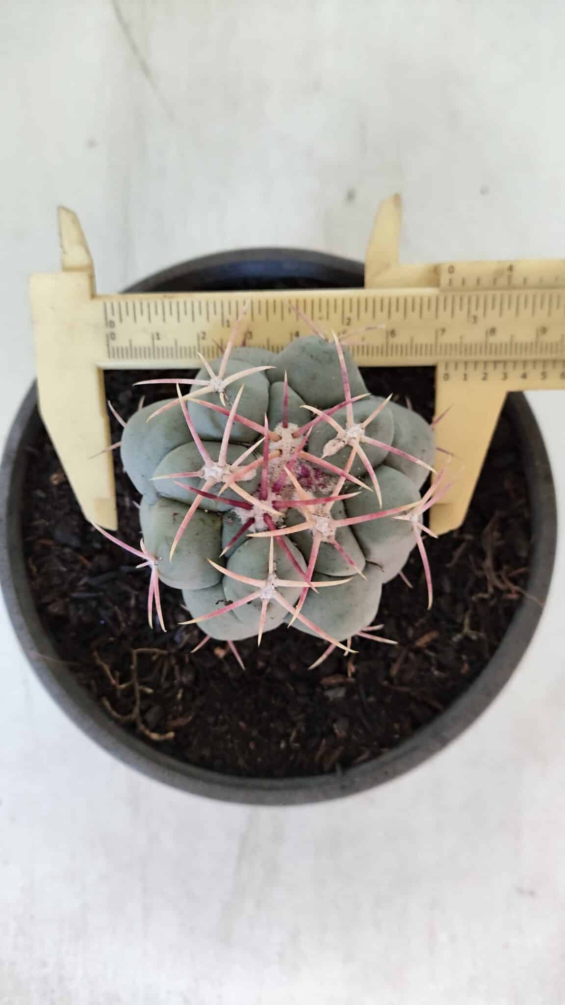 THELOCACTUS Hexaedrophorus Nº 95 – VASO 15