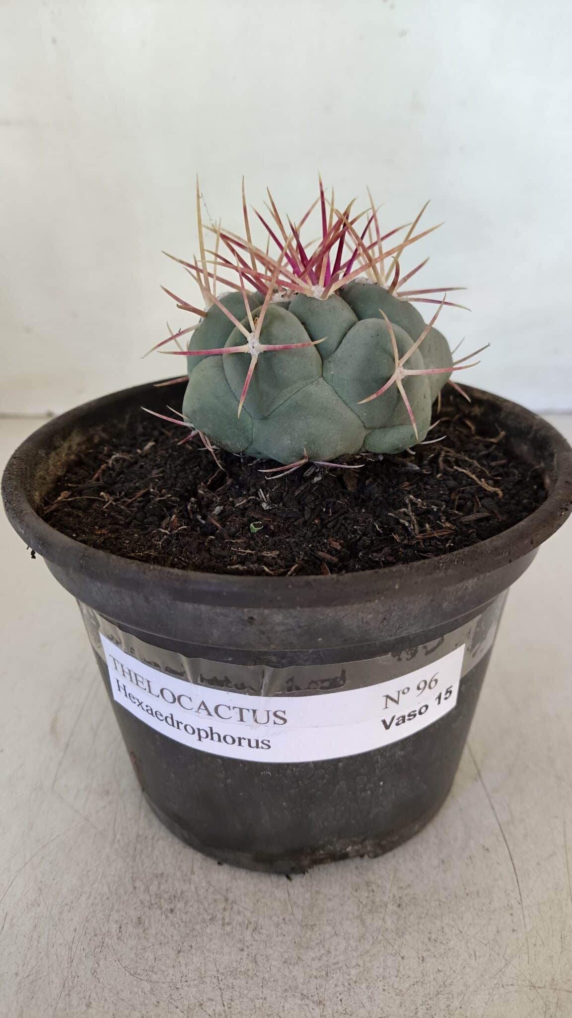 THELOCACTUS Hexaedrophorus Nº 96 – VASO 15