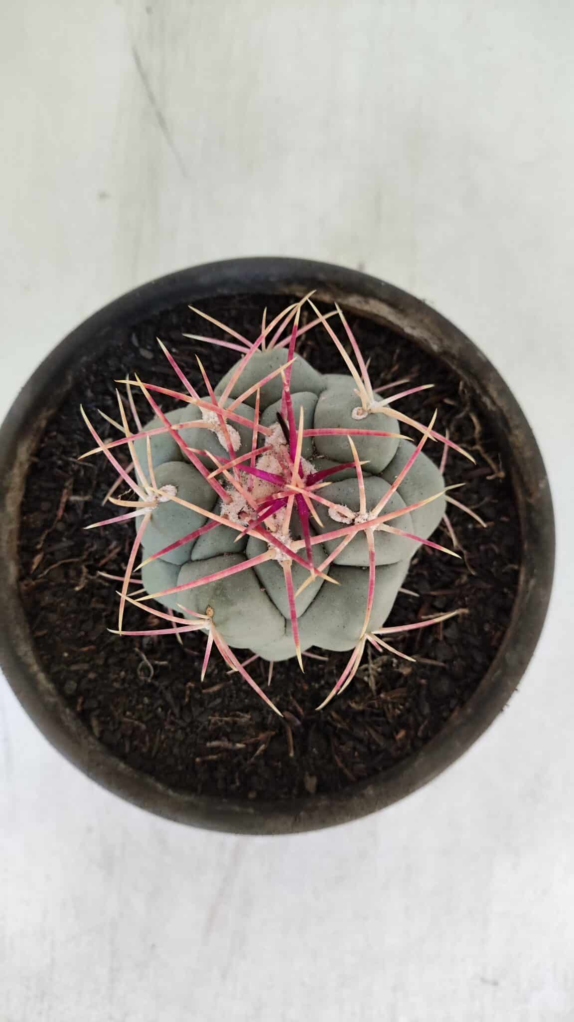 THELOCACTUS Hexaedrophorus Nº 96 – VASO 15