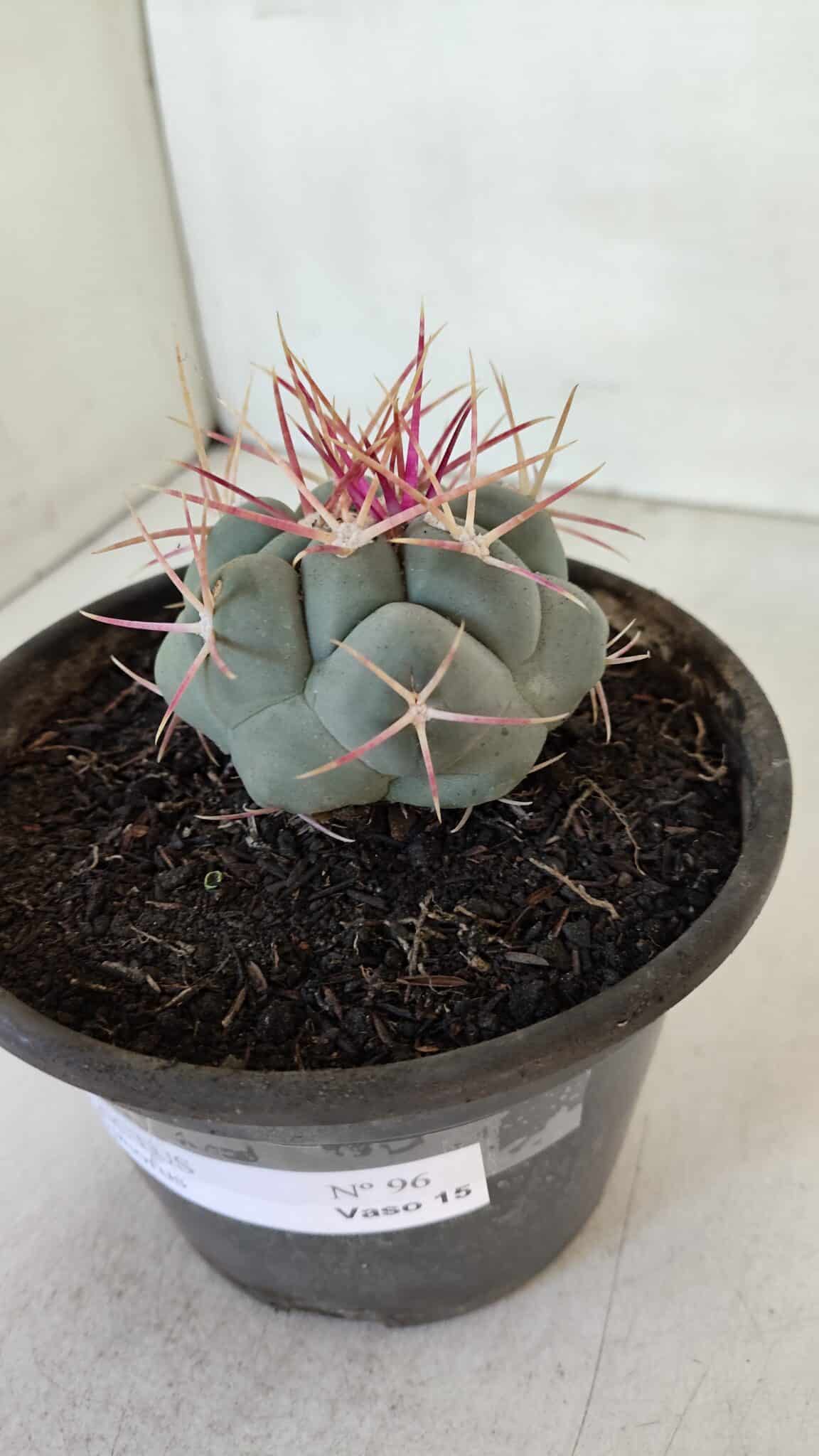 THELOCACTUS Hexaedrophorus Nº 96 – VASO 15