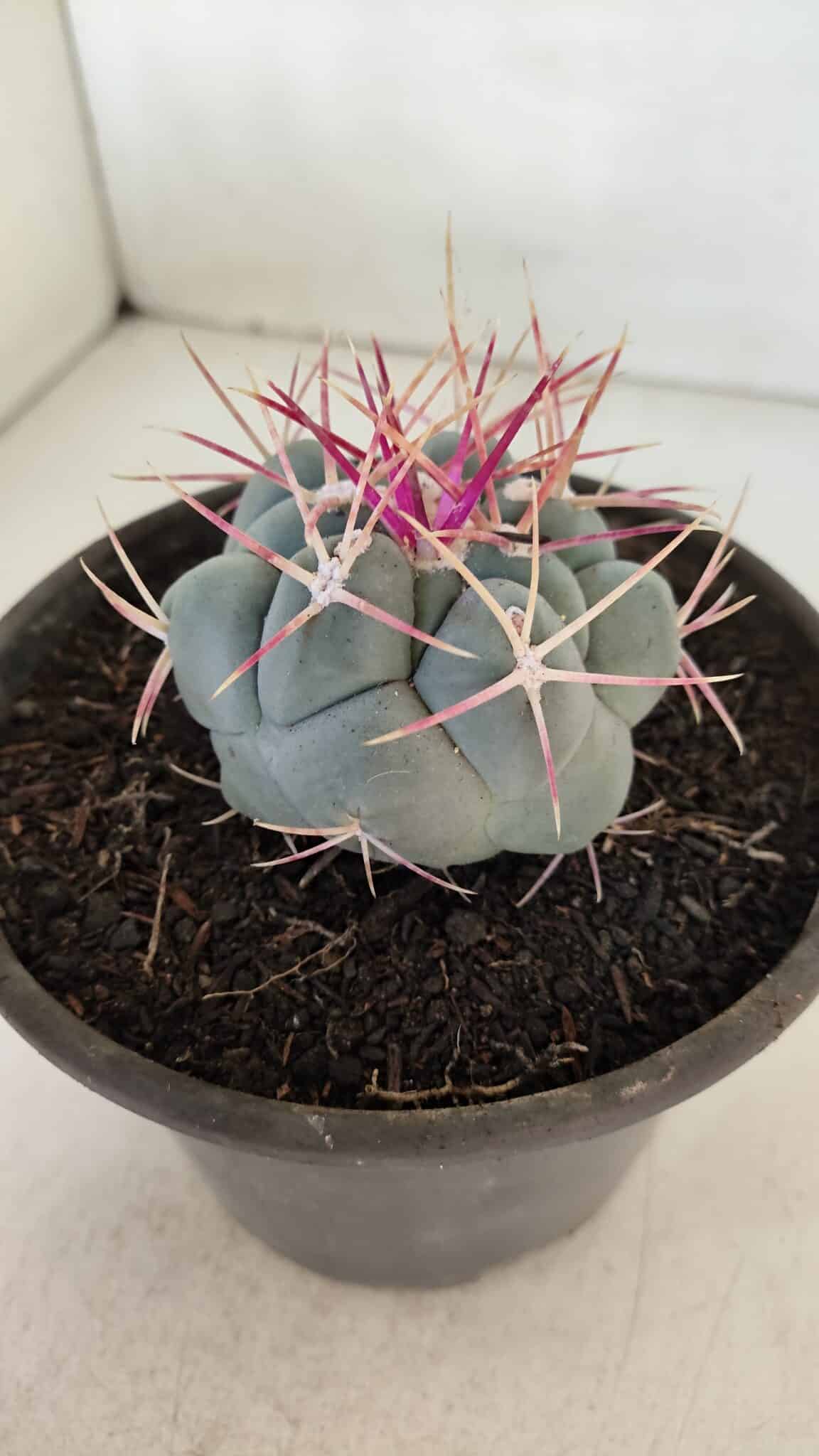 THELOCACTUS Hexaedrophorus Nº 96 – VASO 15