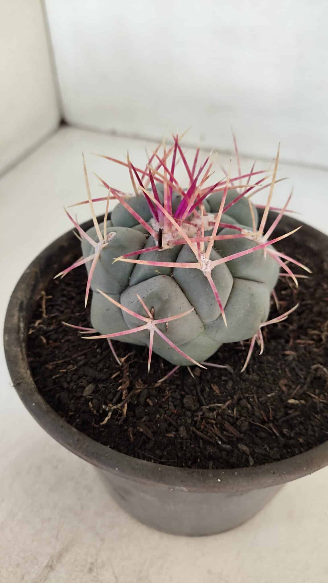THELOCACTUS Hexaedrophorus Nº 96 – VASO 15