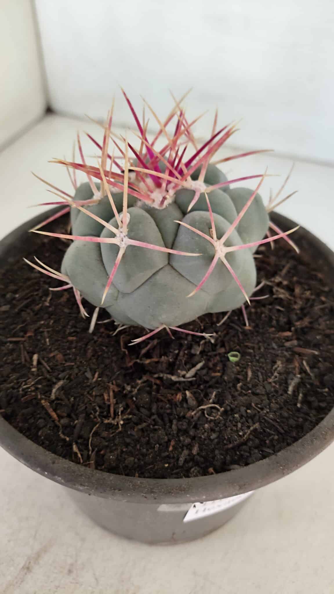 THELOCACTUS Hexaedrophorus Nº 96 – VASO 15