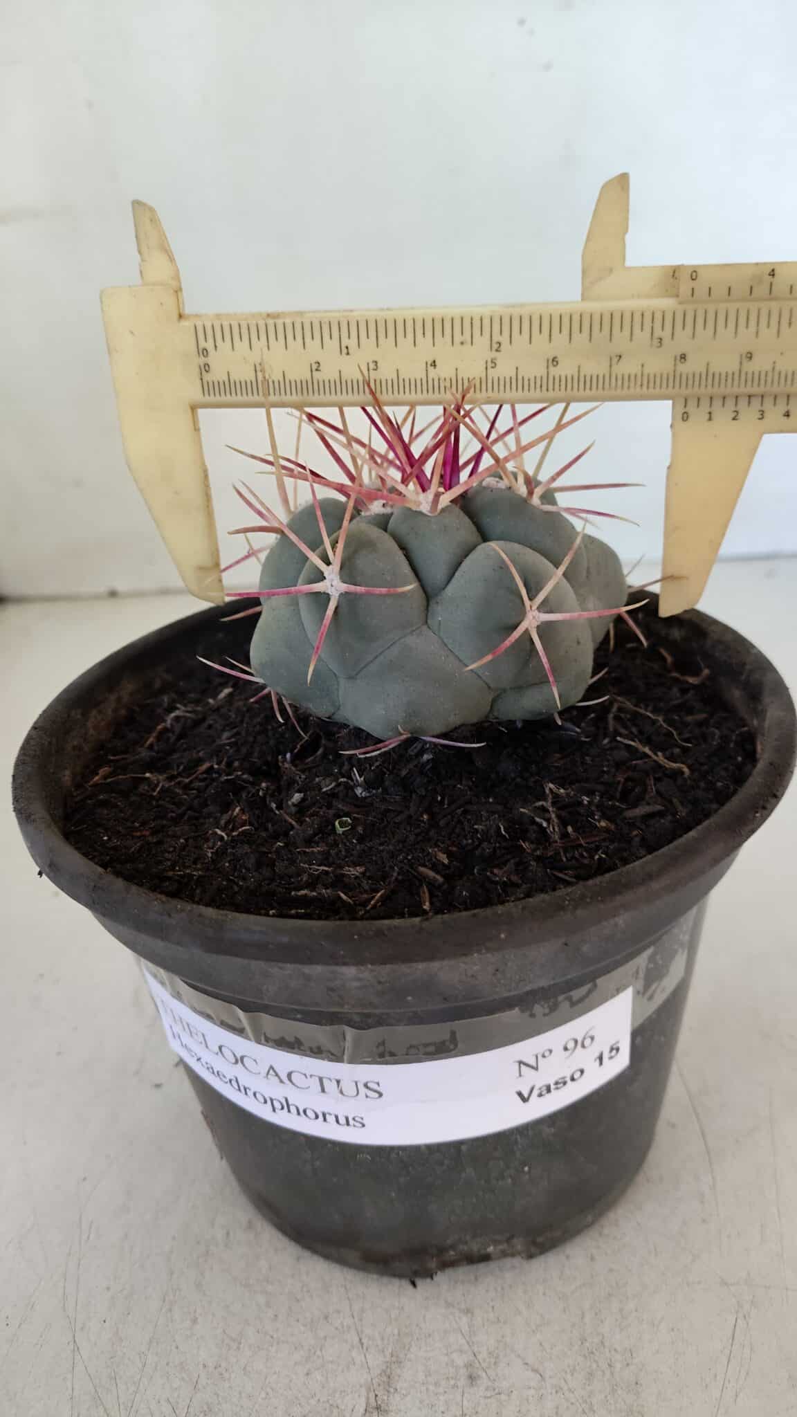 THELOCACTUS Hexaedrophorus Nº 96 – VASO 15