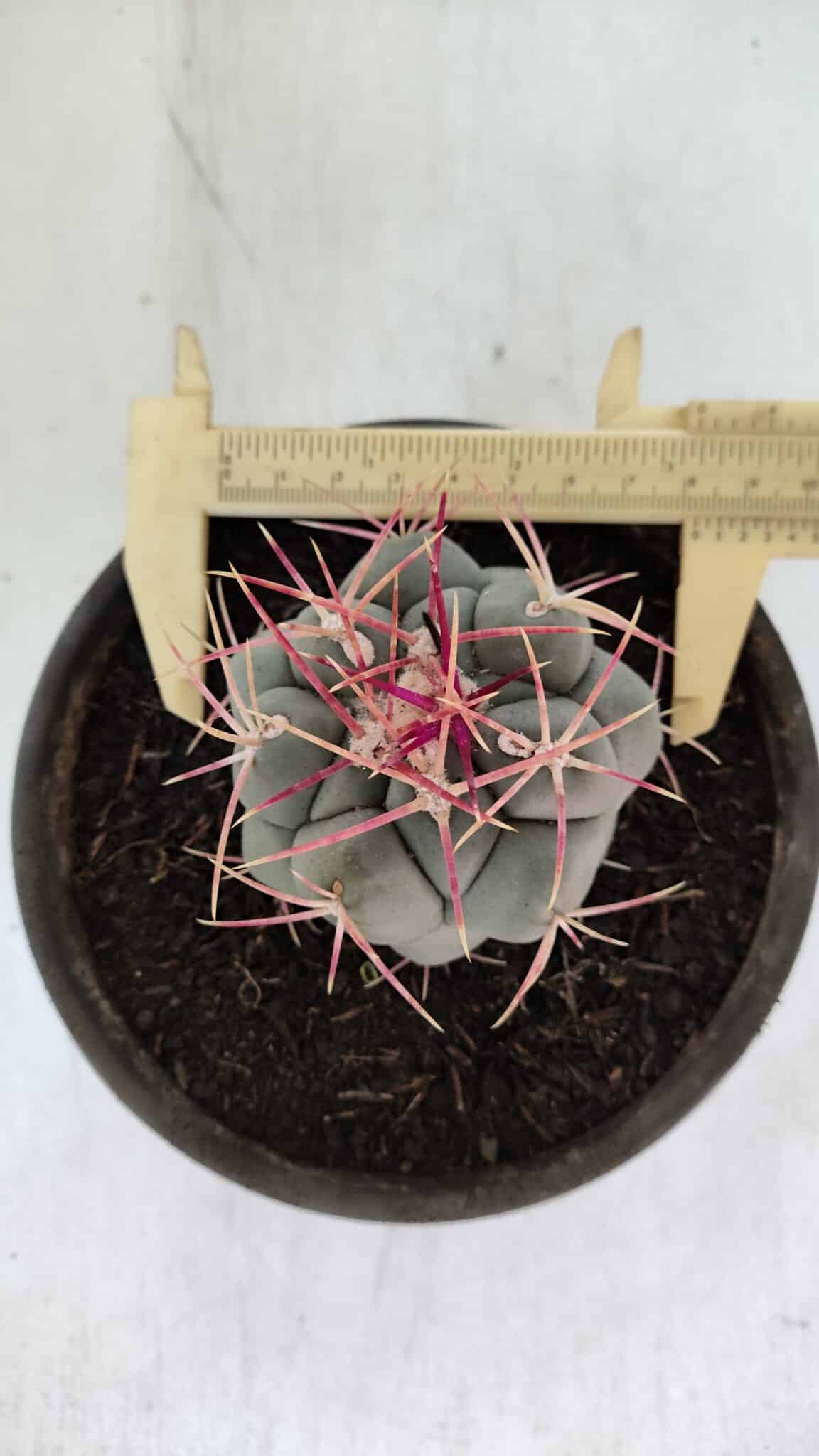 THELOCACTUS Hexaedrophorus Nº 96 – VASO 15
