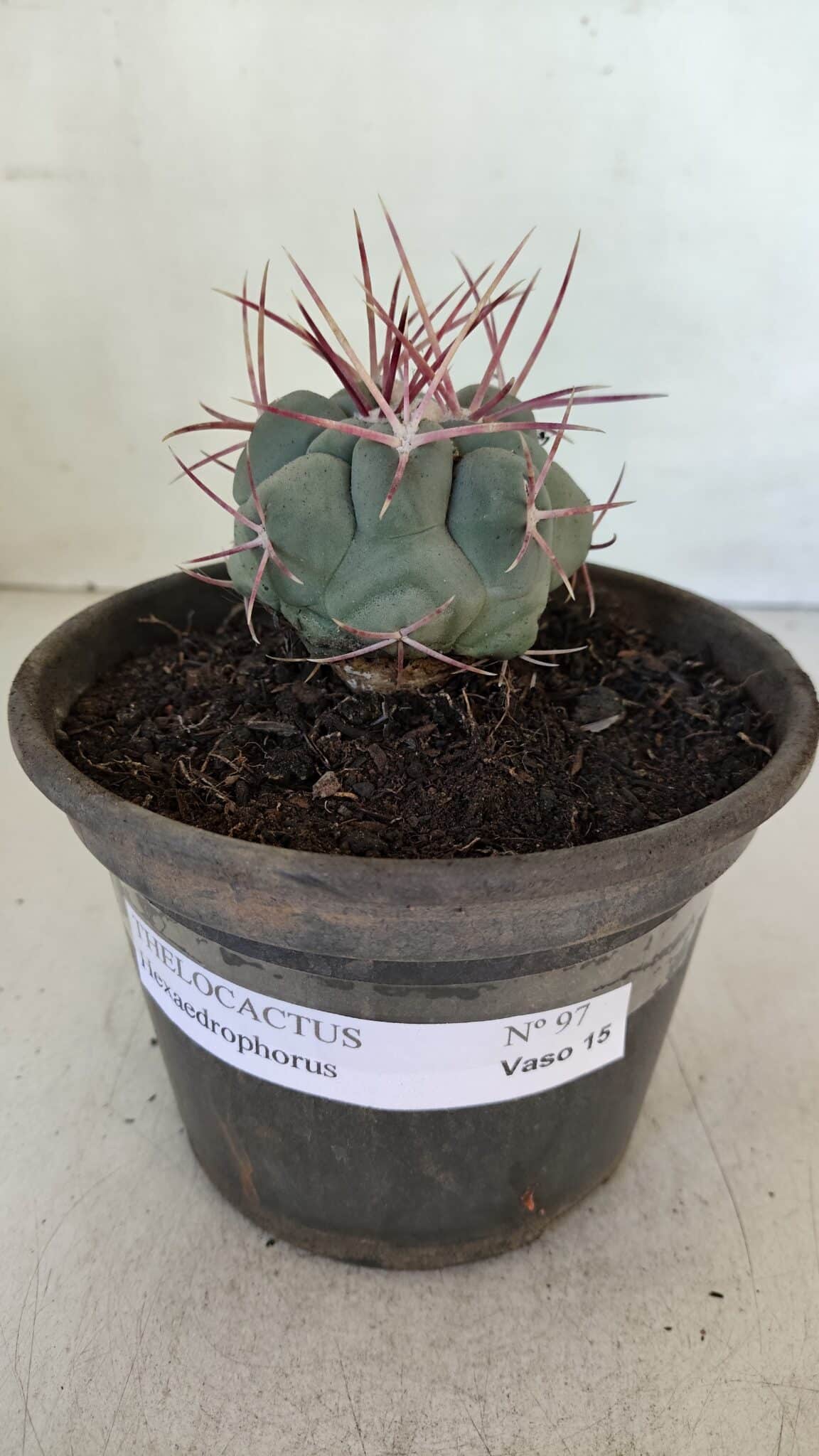 MATRIZ THELOCACTUS Hexaedrophorus Nº 97 – VASO 15