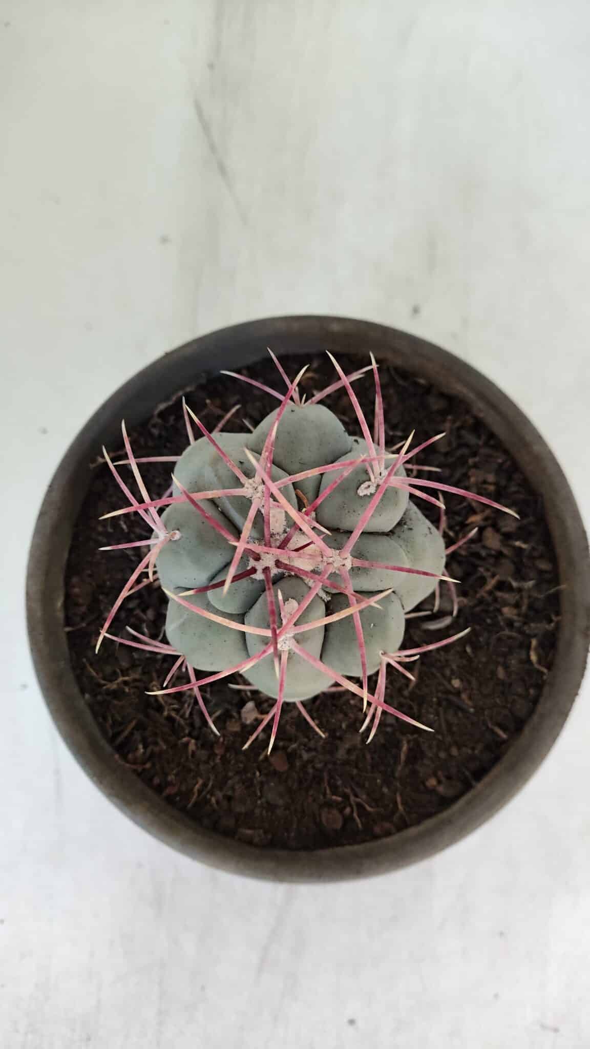 MATRIZ THELOCACTUS Hexaedrophorus Nº 97 – VASO 15