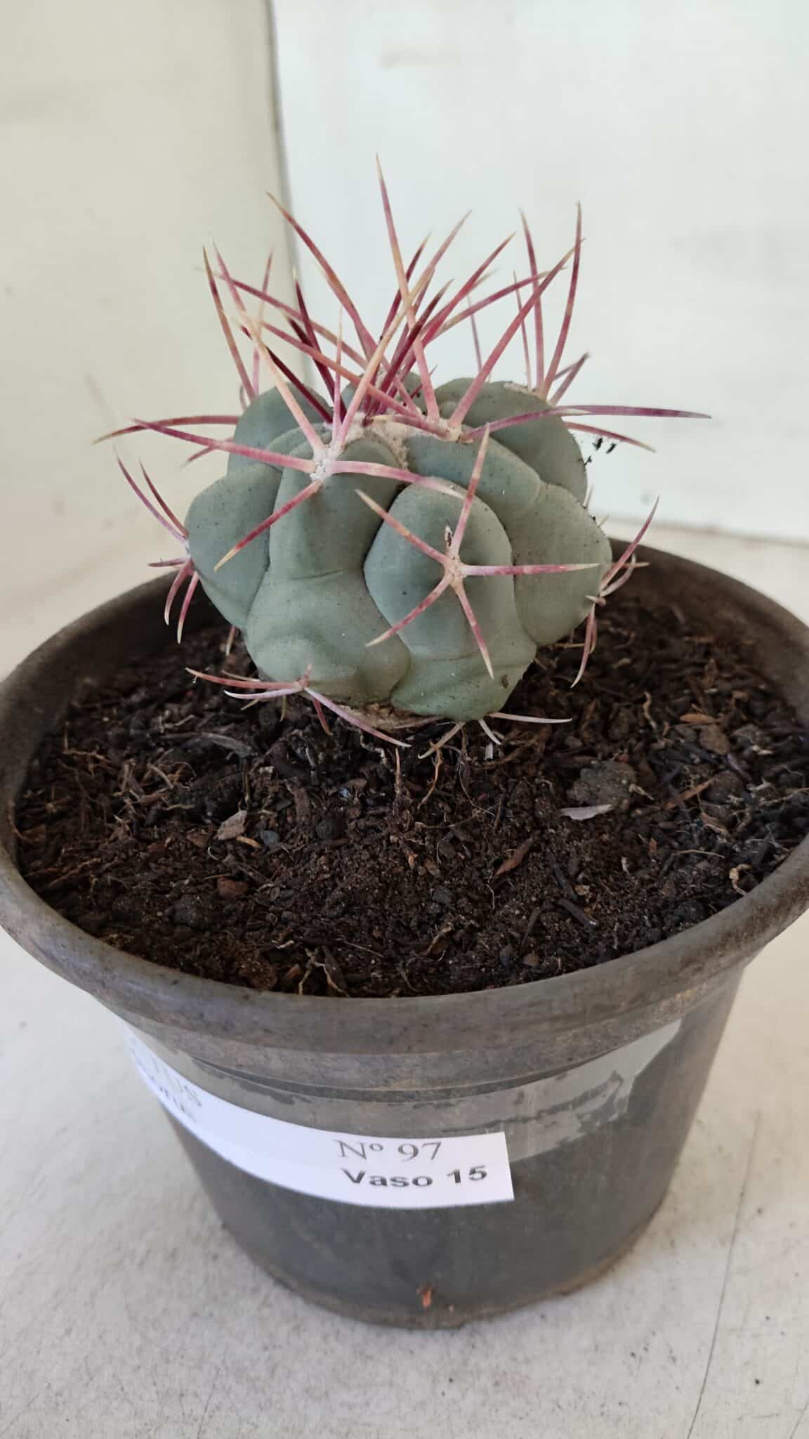MATRIZ THELOCACTUS Hexaedrophorus Nº 97 – VASO 15