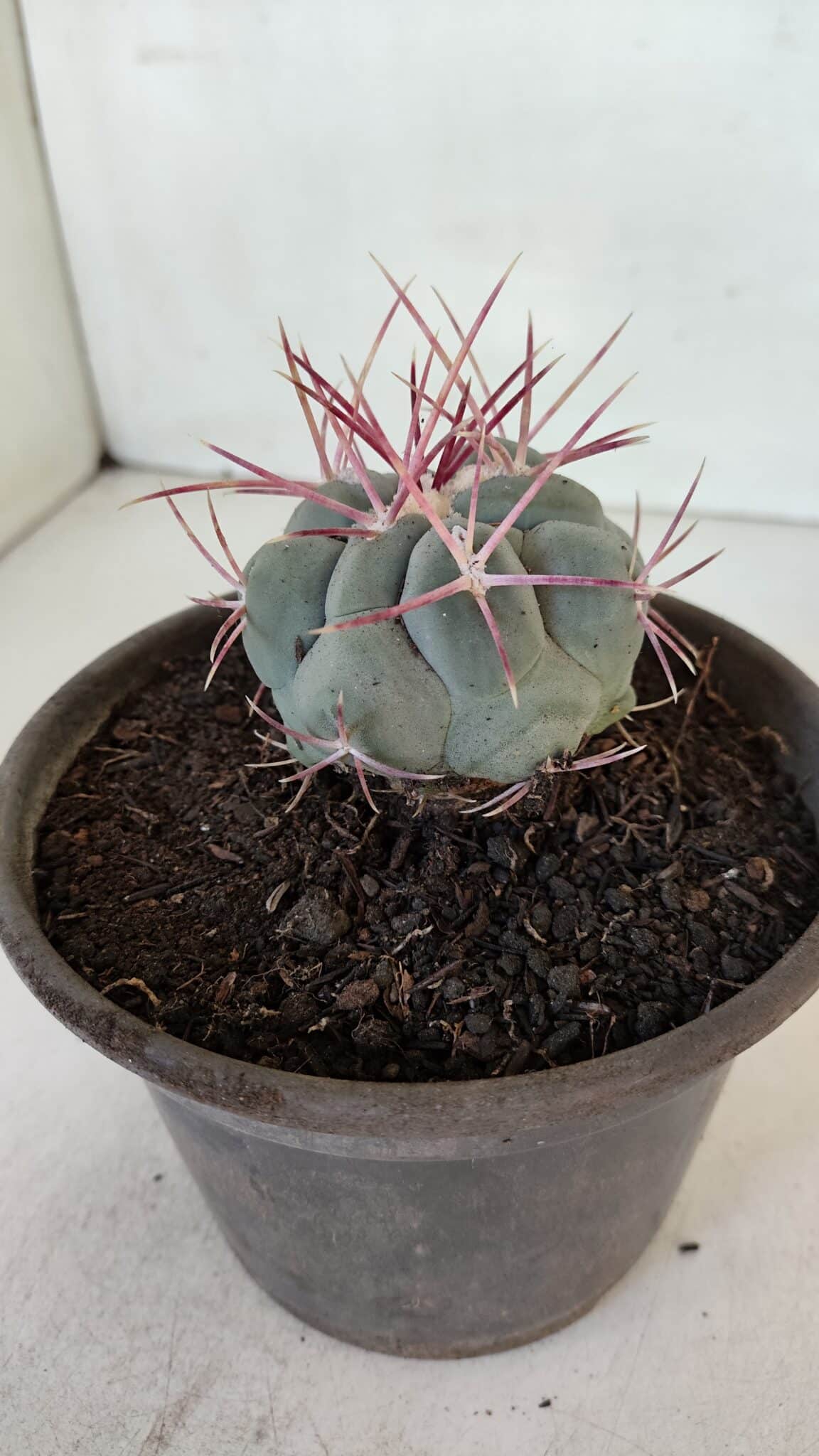 MATRIZ THELOCACTUS Hexaedrophorus Nº 97 – VASO 15
