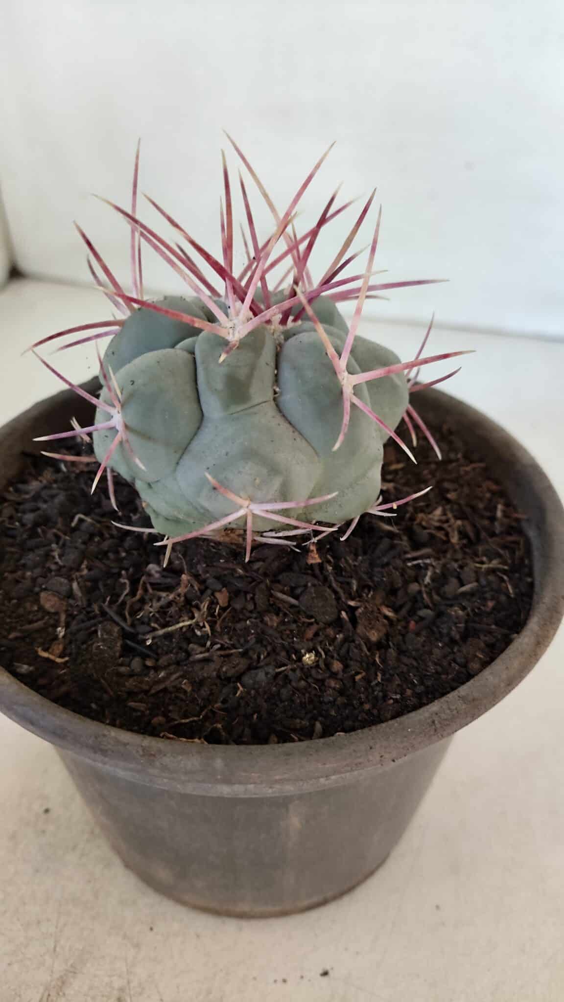MATRIZ THELOCACTUS Hexaedrophorus Nº 97 – VASO 15