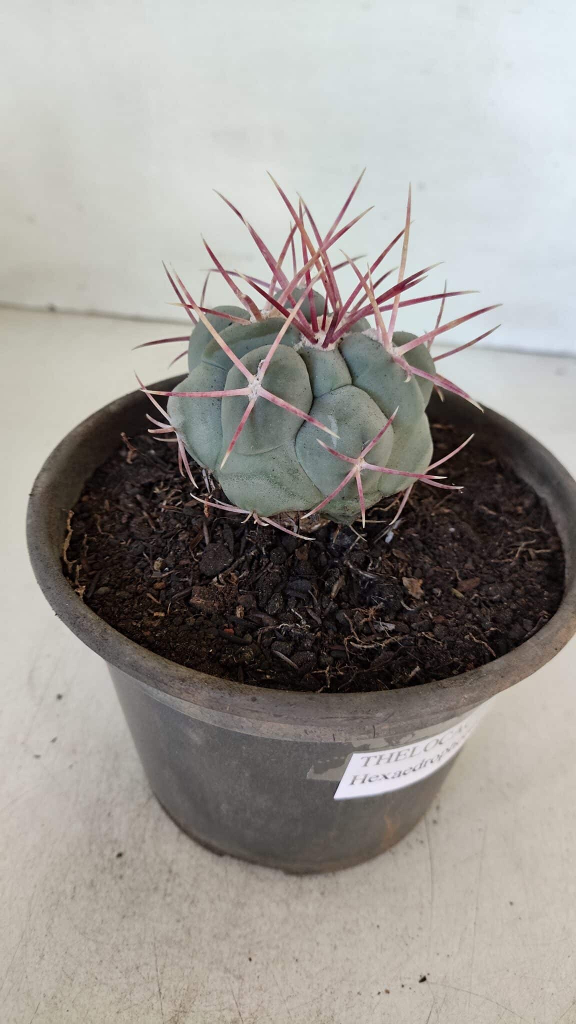 MATRIZ THELOCACTUS Hexaedrophorus Nº 97 – VASO 15