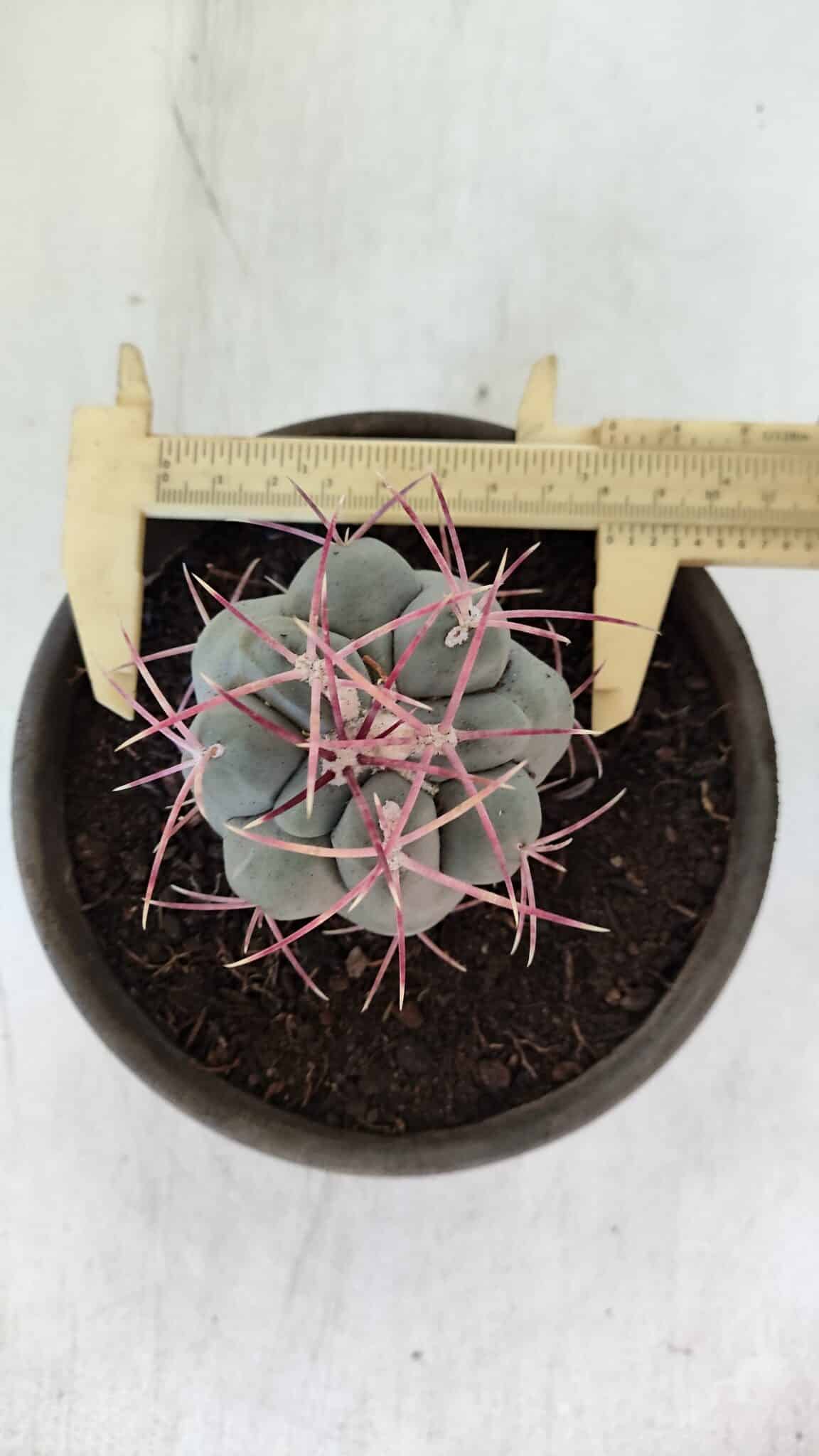 MATRIZ THELOCACTUS Hexaedrophorus Nº 97 – VASO 15
