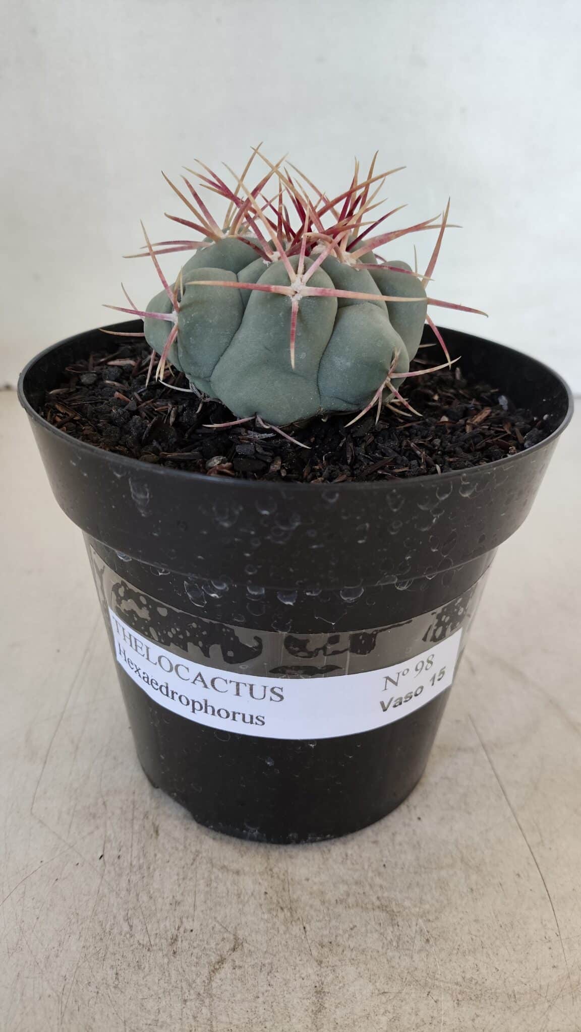 THELOCACTUS Hexaedrophorus Nº 98 – VASO 15