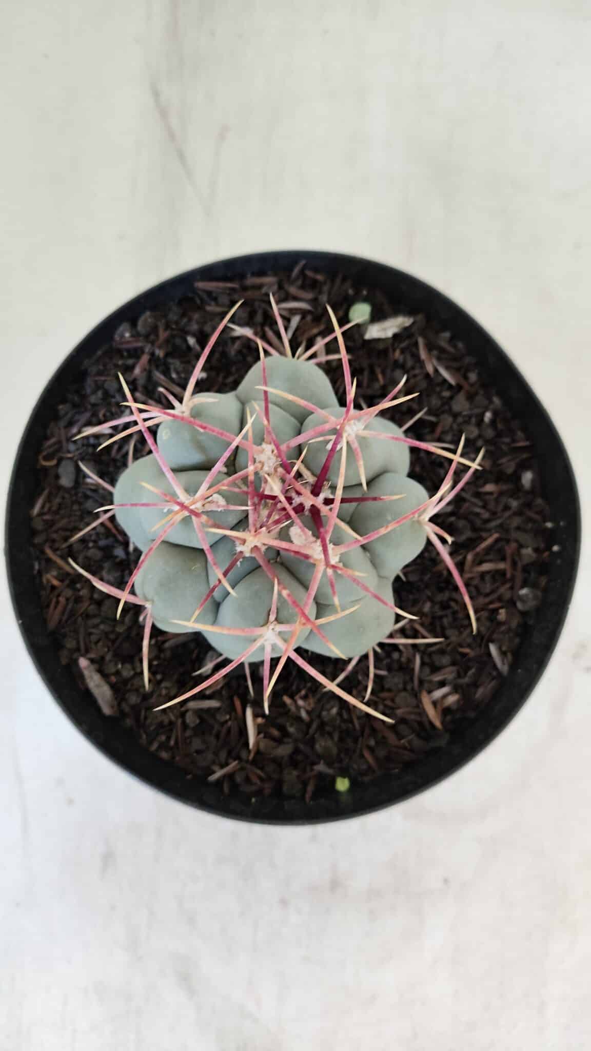 THELOCACTUS Hexaedrophorus Nº 98 – VASO 15