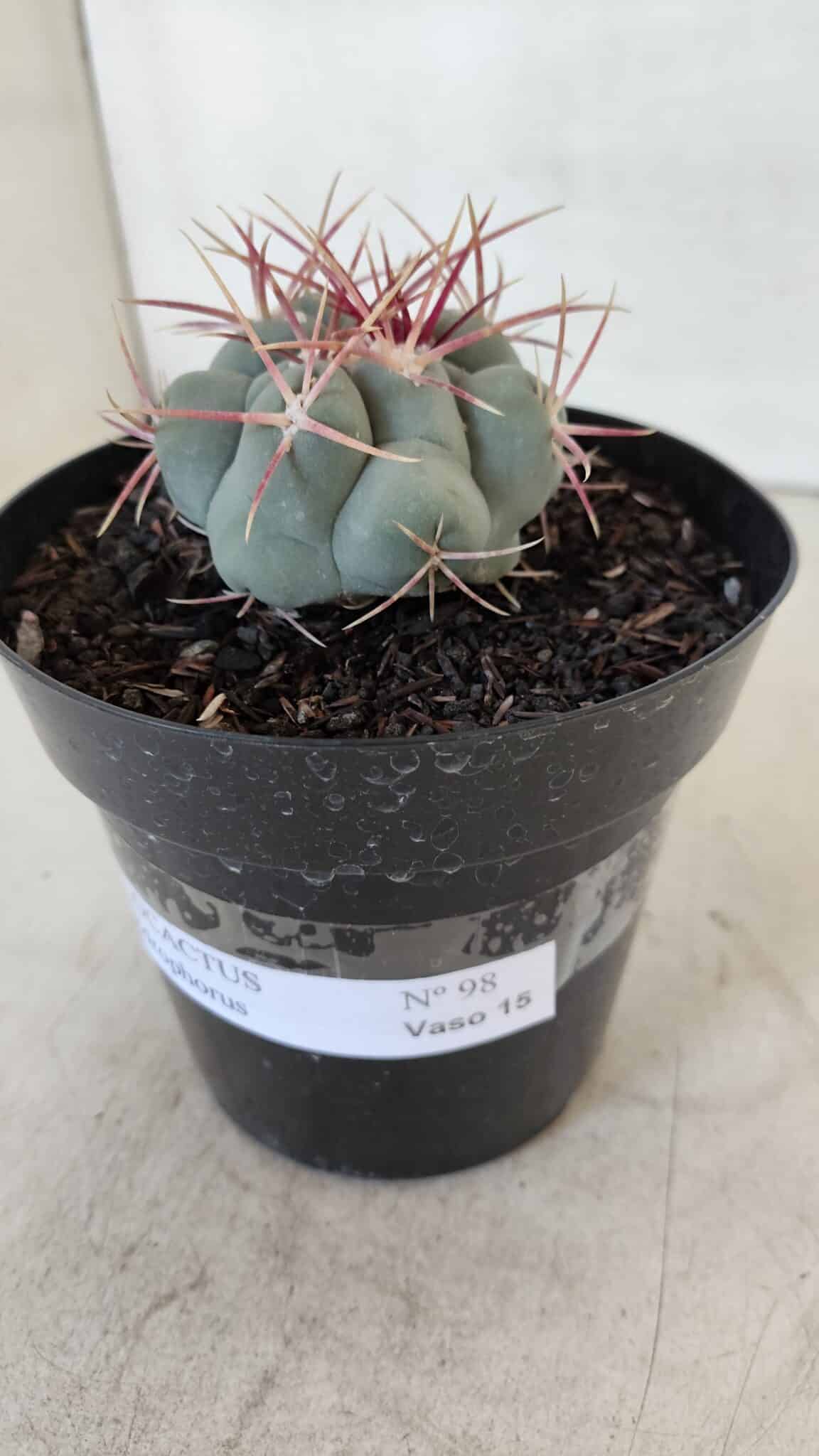 THELOCACTUS Hexaedrophorus Nº 98 – VASO 15