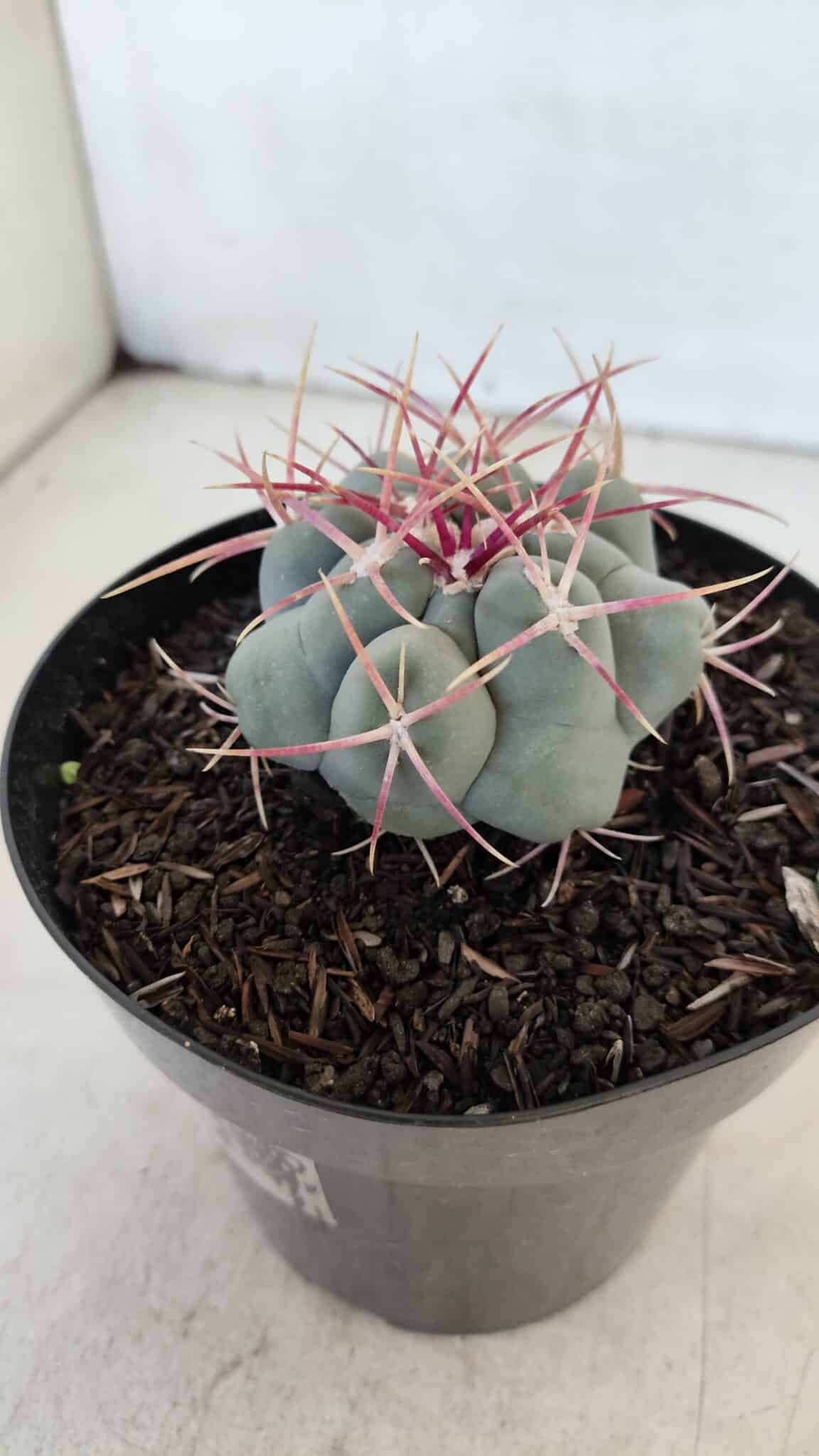 THELOCACTUS Hexaedrophorus Nº 98 – VASO 15