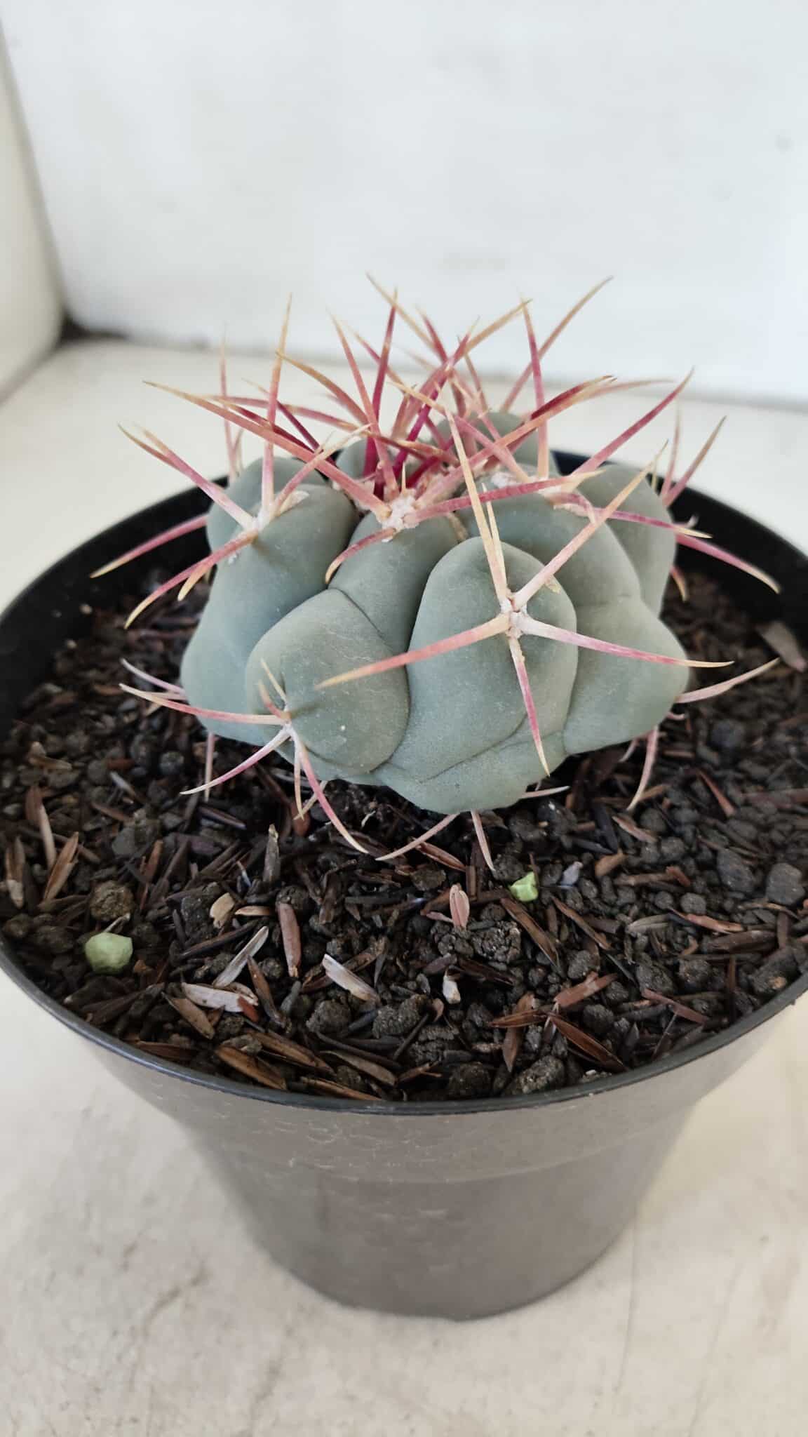 THELOCACTUS Hexaedrophorus Nº 98 – VASO 15