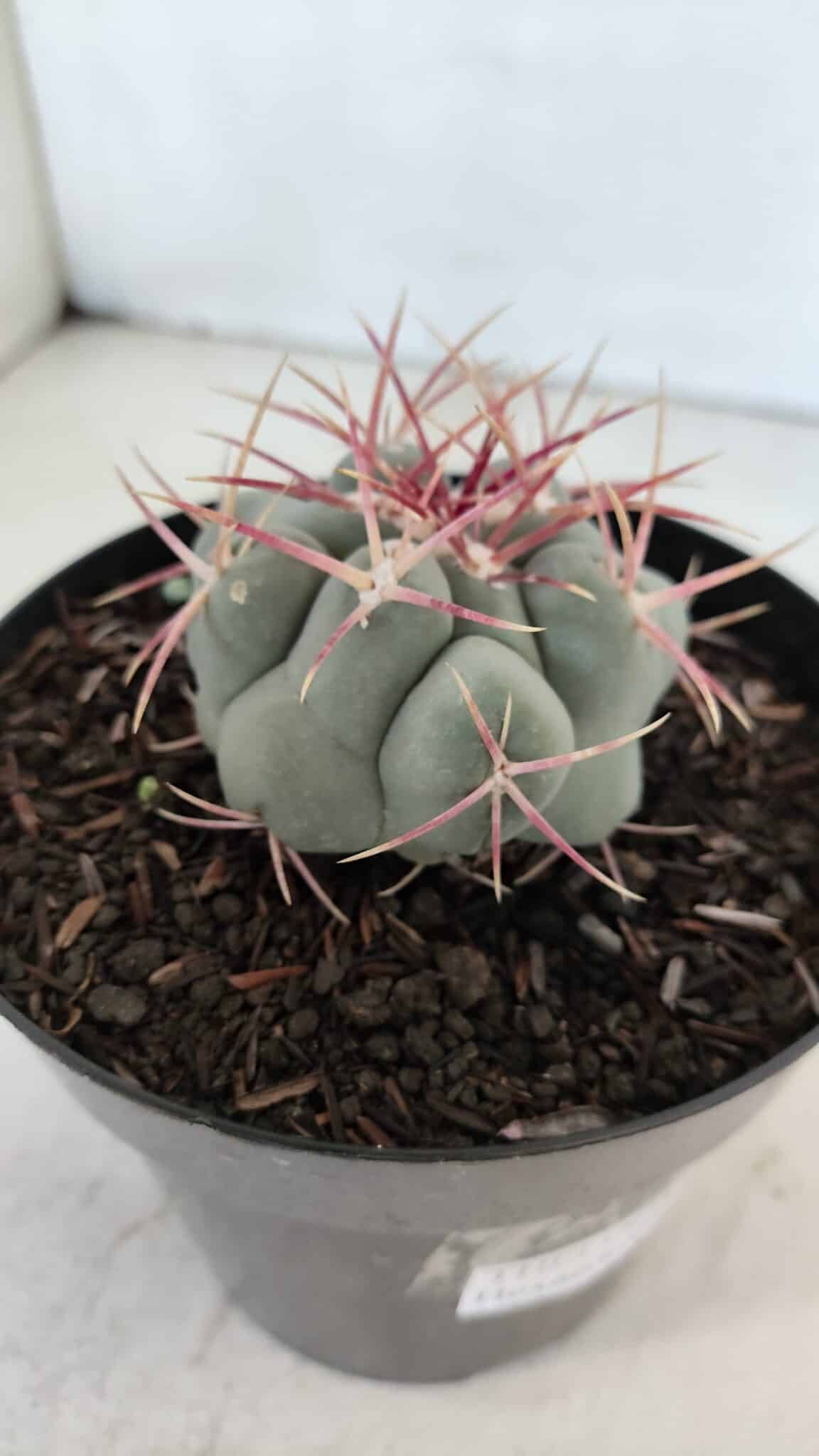 THELOCACTUS Hexaedrophorus Nº 98 – VASO 15