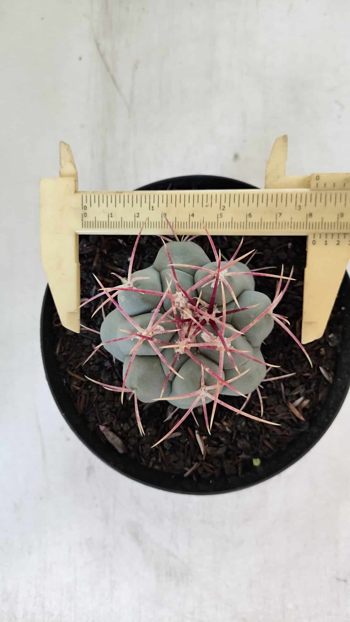 THELOCACTUS Hexaedrophorus Nº 98 – VASO 15