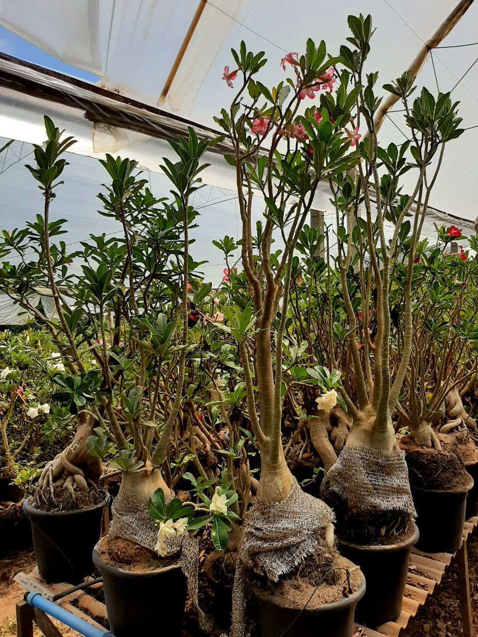 Sementes de Arabicum - foto 8