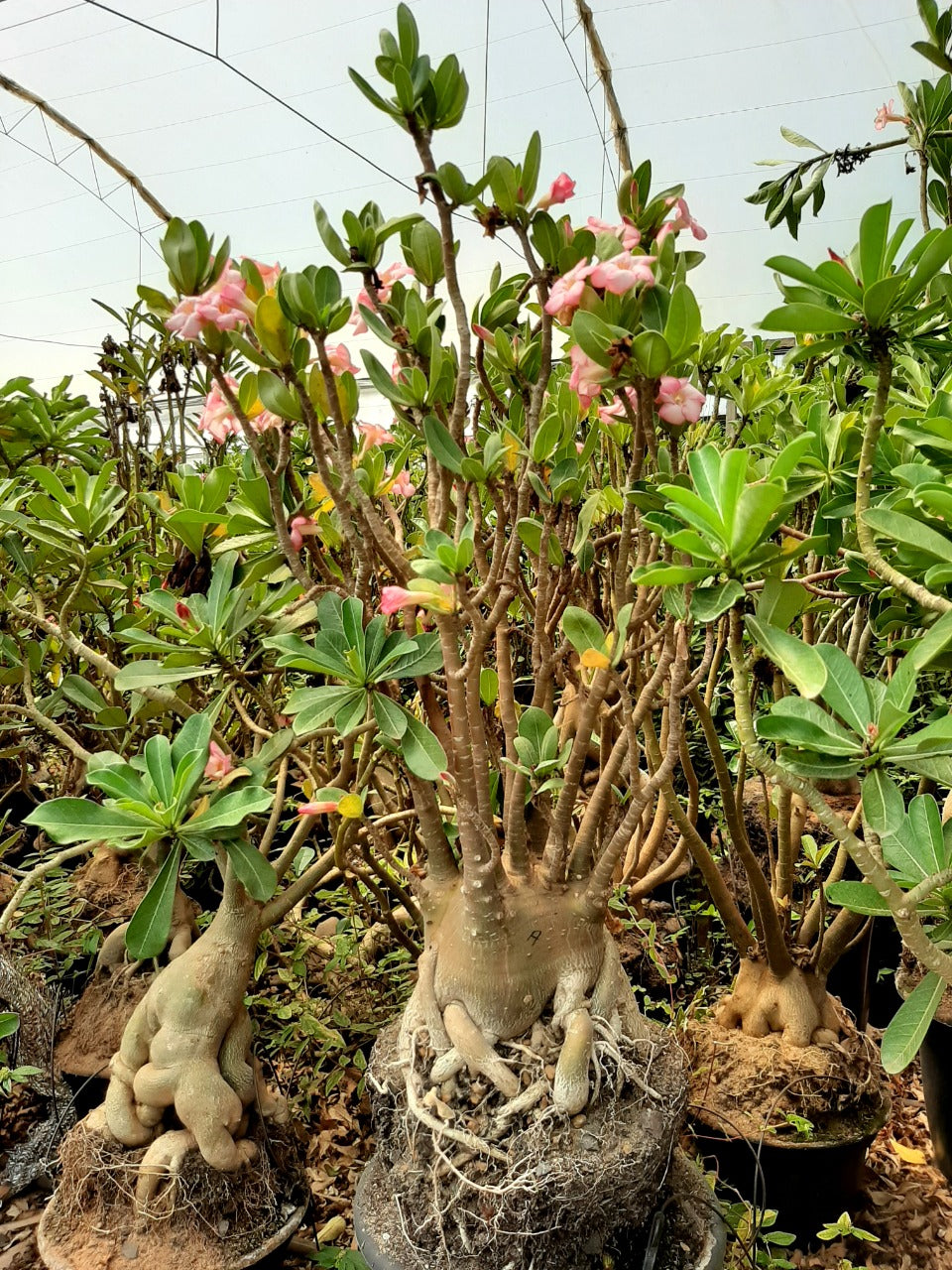 Sementes de Arabicum - foto 3