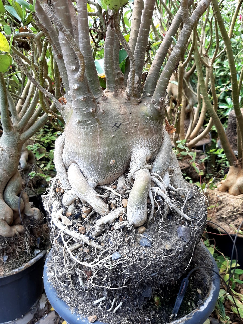 Sementes de Arabicum - foto 9
