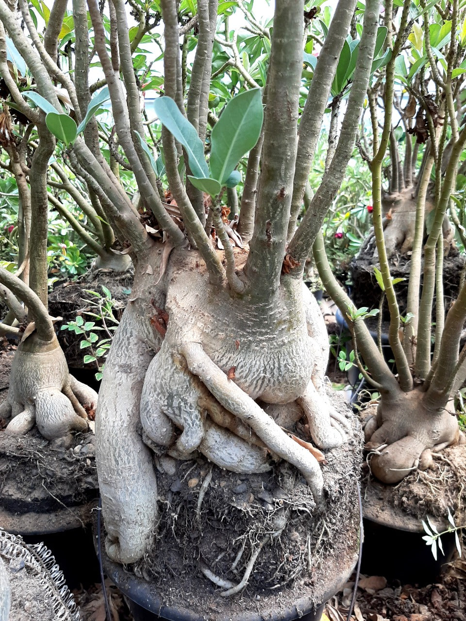 Sementes de Arabicum - foto 10
