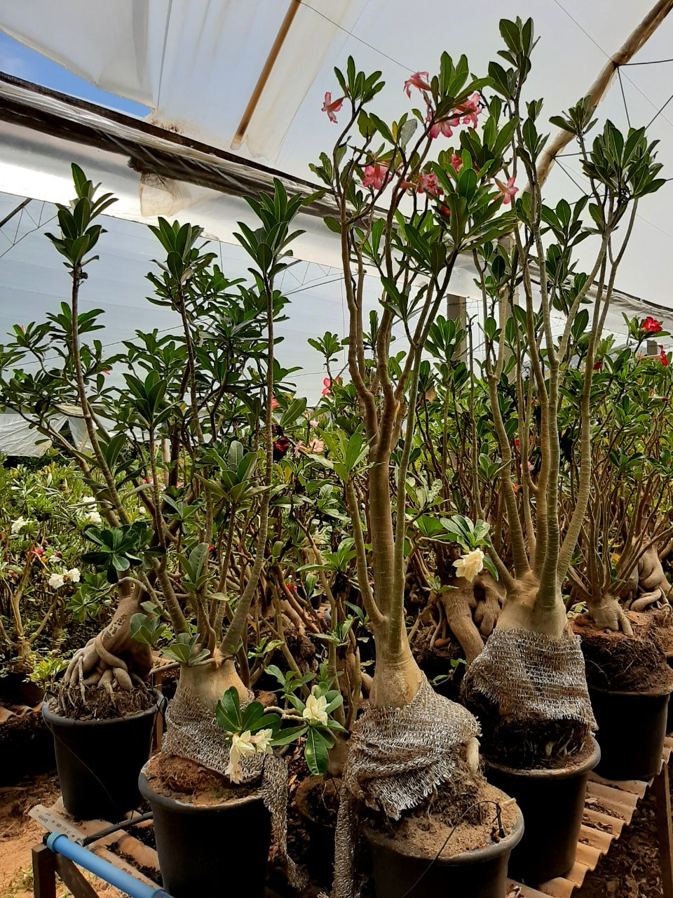 Sementes de Arabicum - foto 11
