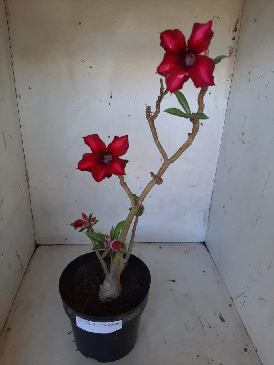 Planta Simples 2025 – 35cm – 02 anos - imagem 2
