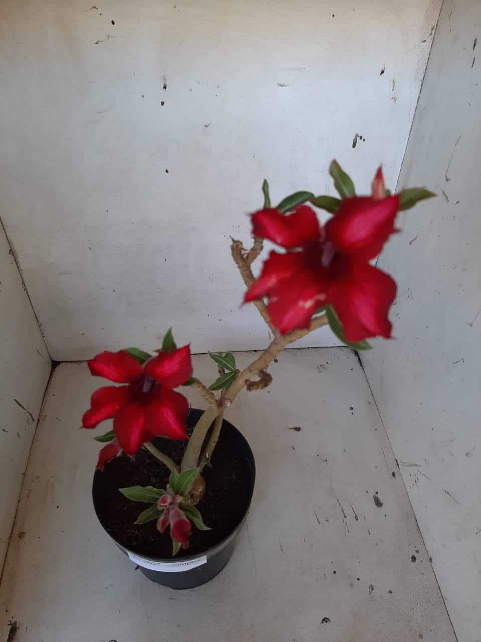 Planta Simples 2025 – 35cm – 02 anos - imagem 4