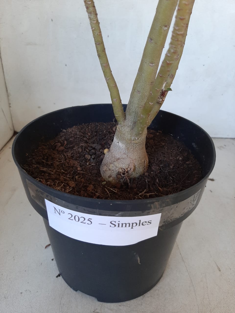 Planta Simples 2025 – 35cm – 02 anos - imagem 6
