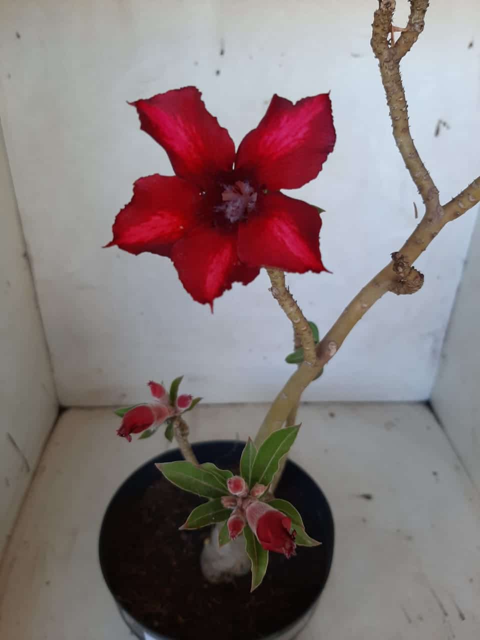 Planta Simples 2025 – 35cm – 02 anos - imagem 3
