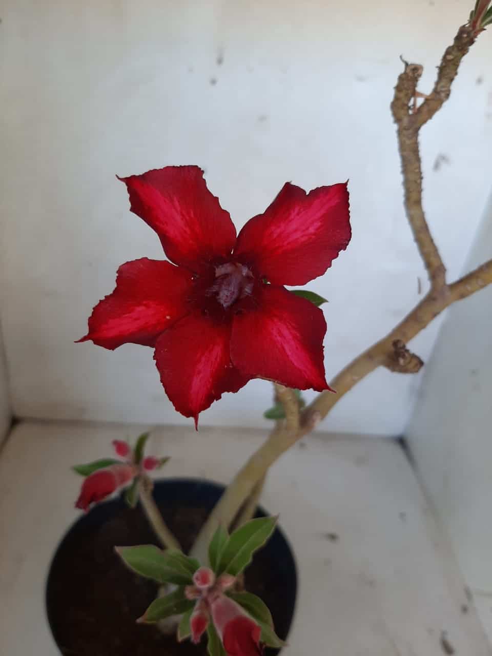 Planta Simples 2025 – 35cm – 02 anos - imagem 5