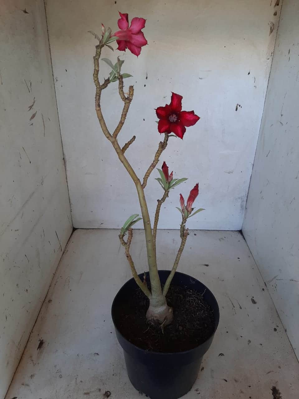 Planta Simples 2025 – 35cm – 02 anos - imagem 7