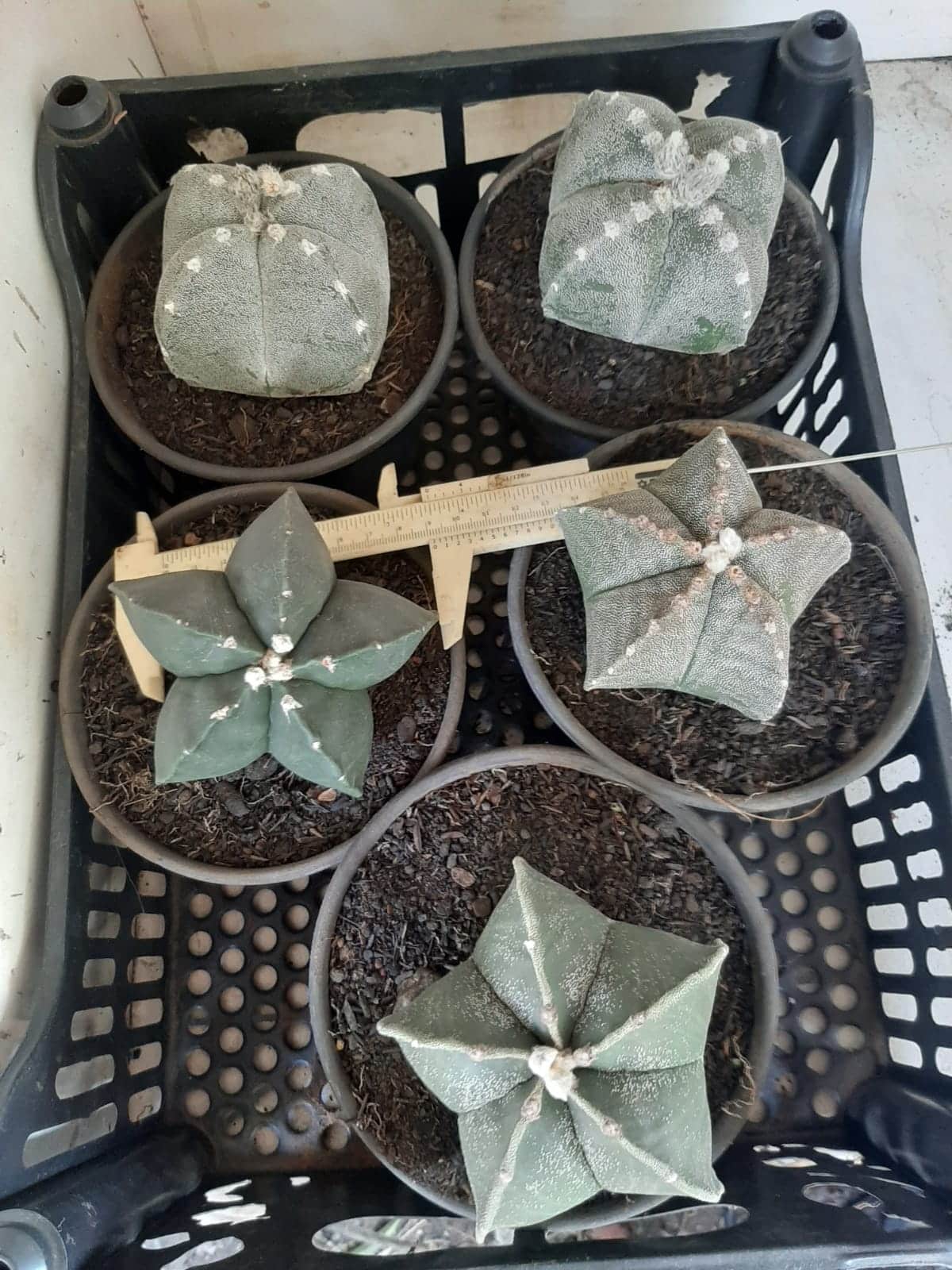 Sementes de cactos ASTROPHYTUM MYRIOSTIGMA - foto 23