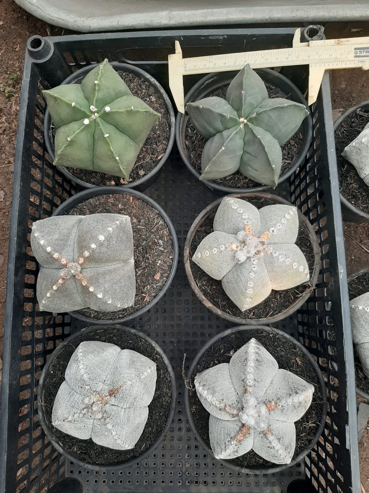 Sementes de cactos ASTROPHYTUM MYRIOSTIGMA - foto 25