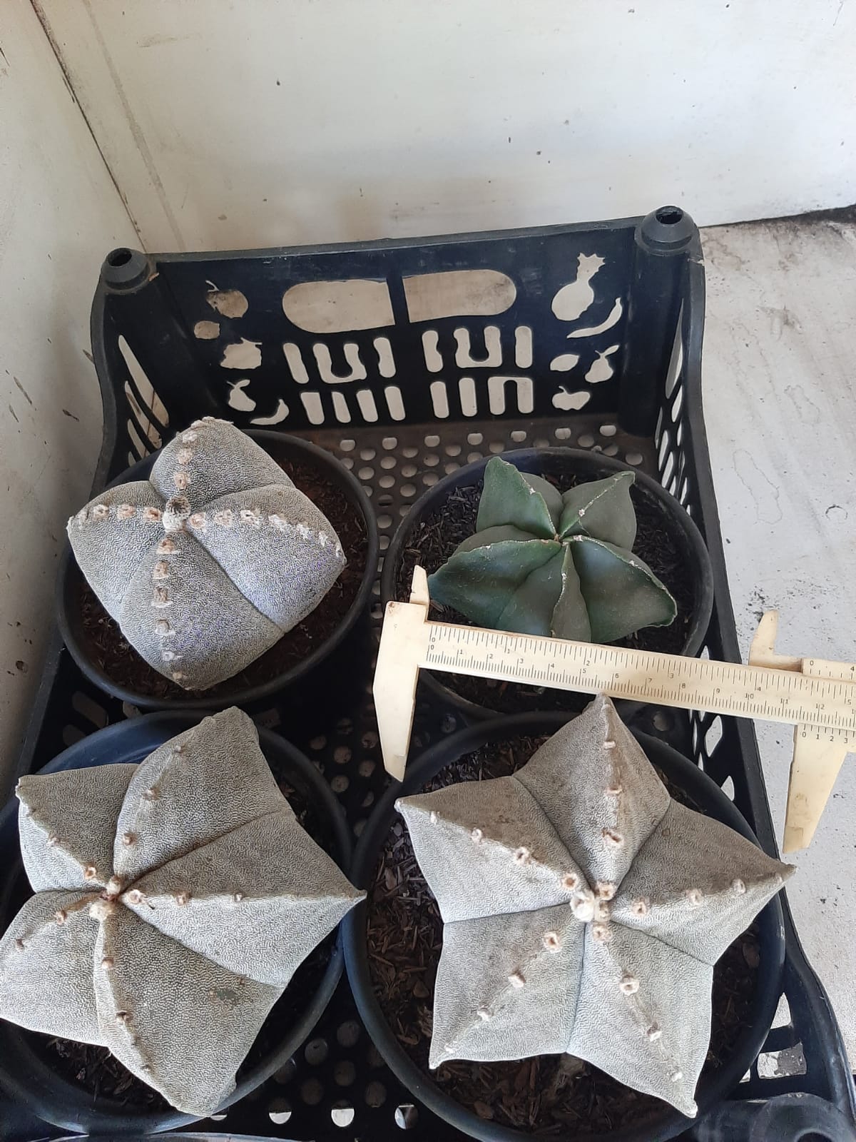 Sementes de cactos ASTROPHYTUM MYRIOSTIGMA - foto 21