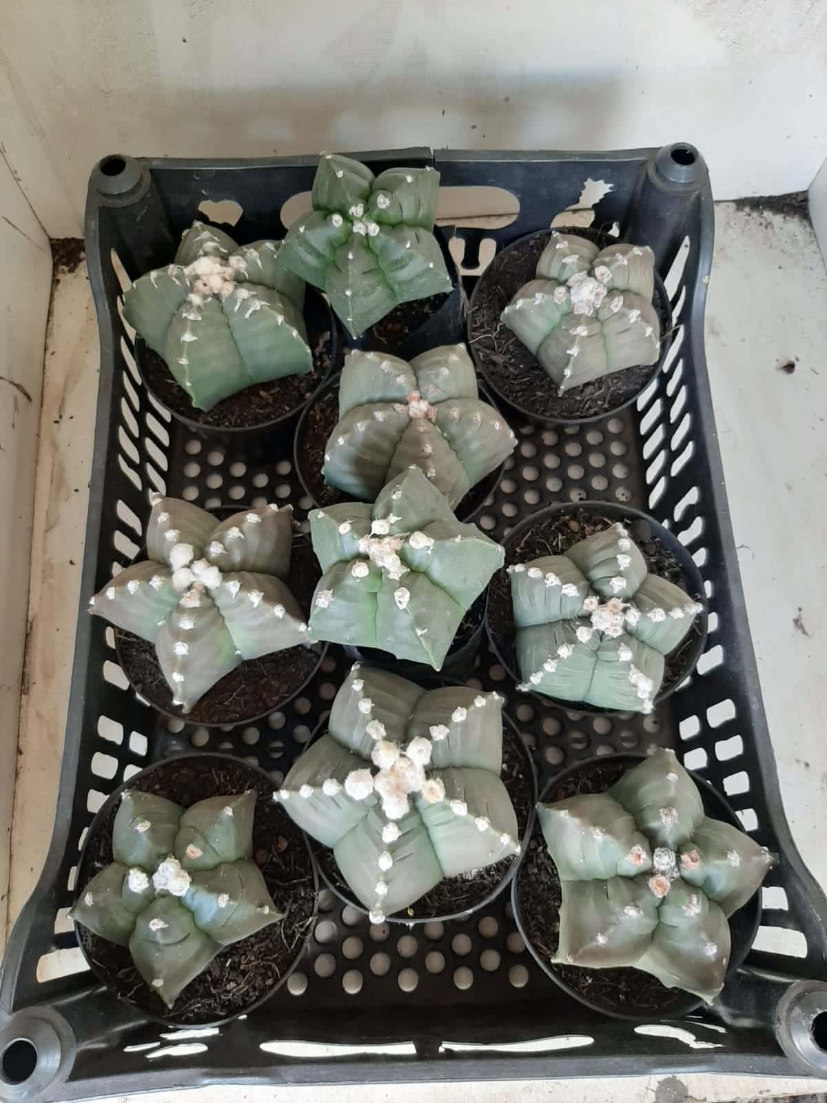 Sementes de cactos ASTROPHYTUM MYRIOSTIGMA - foto 20