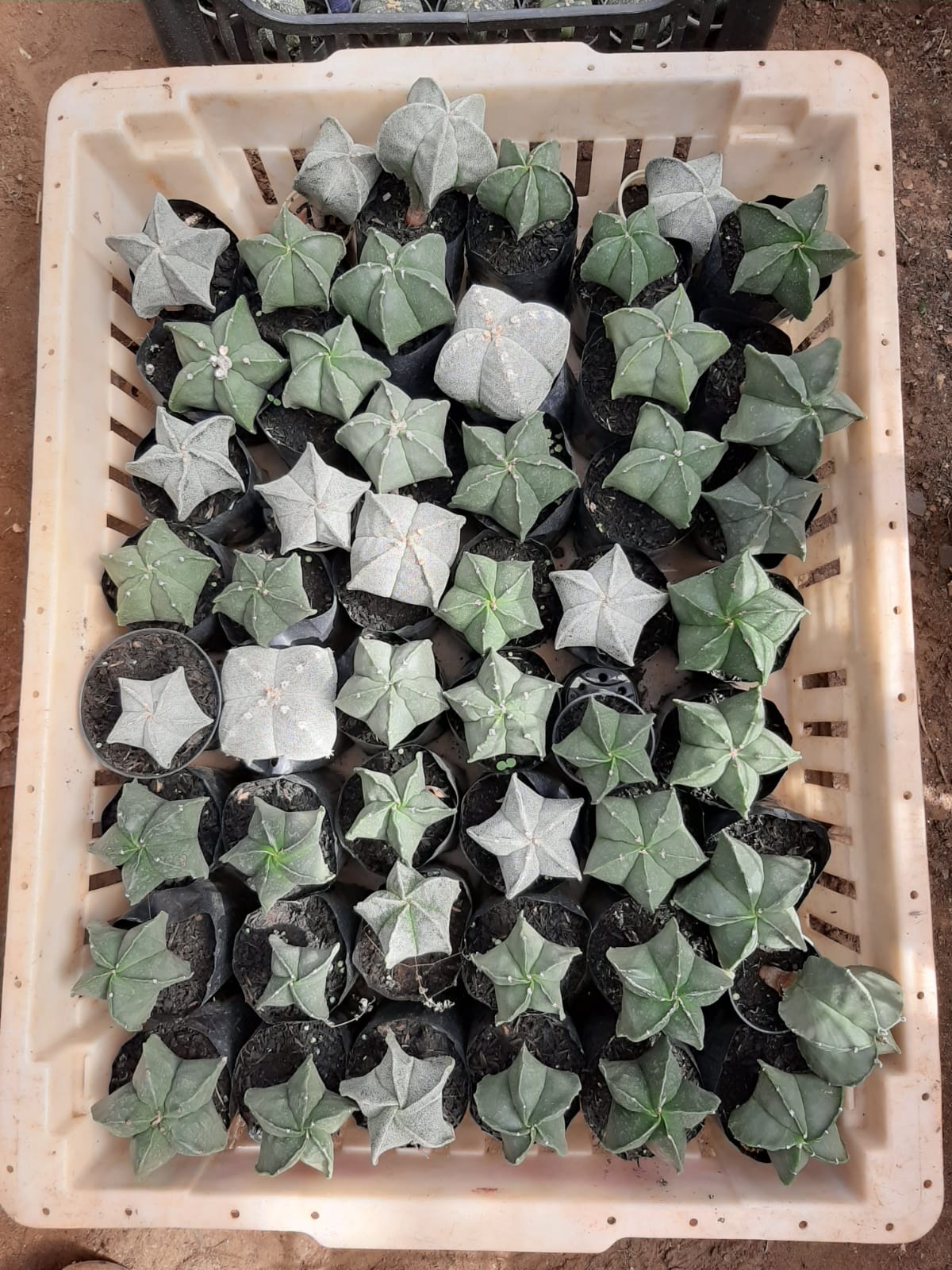 Sementes de cactos ASTROPHYTUM MYRIOSTIGMA - foto 2