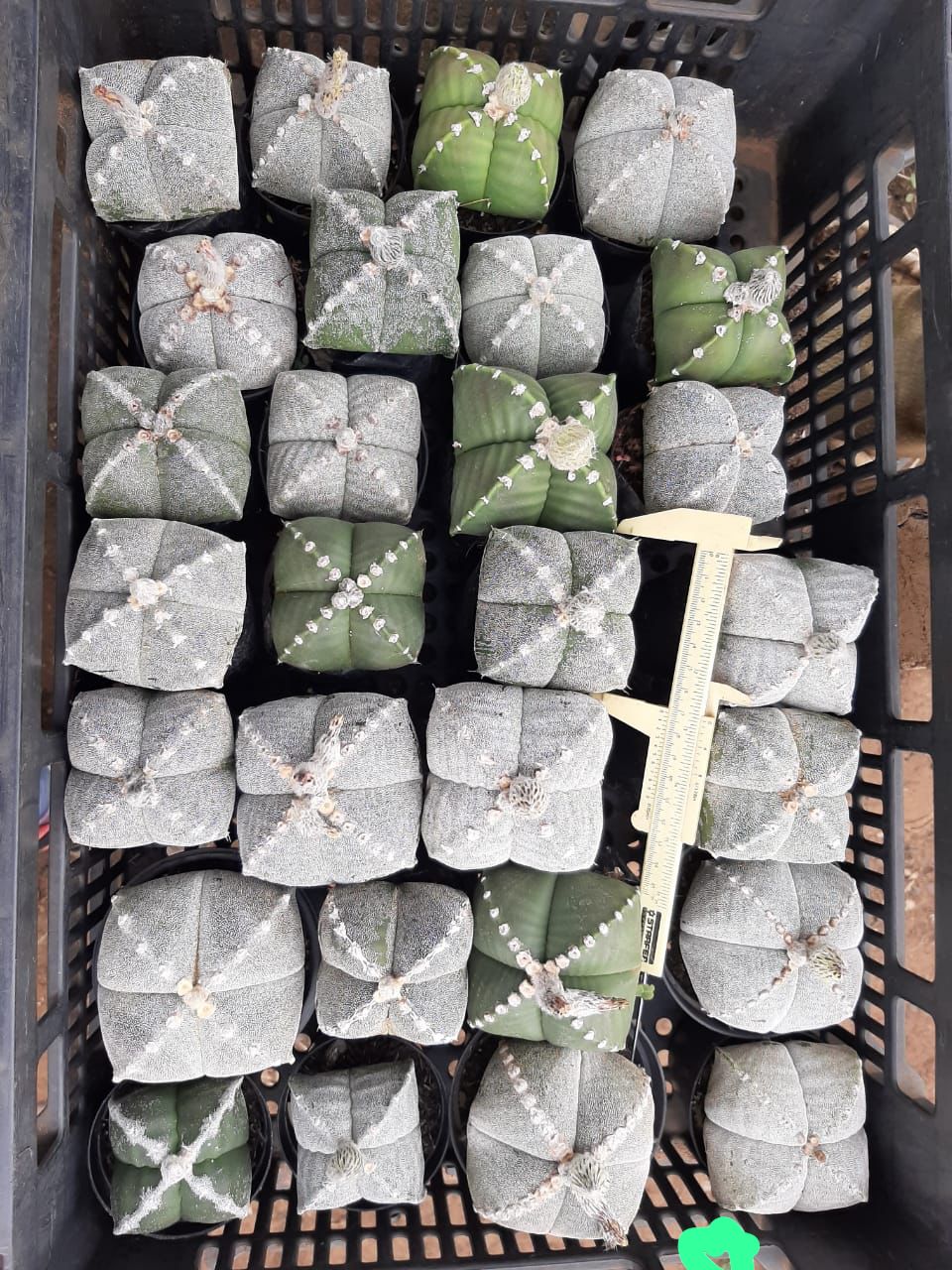 Sementes de cactos ASTROPHYTUM MYRIOSTIGMA - foto 15