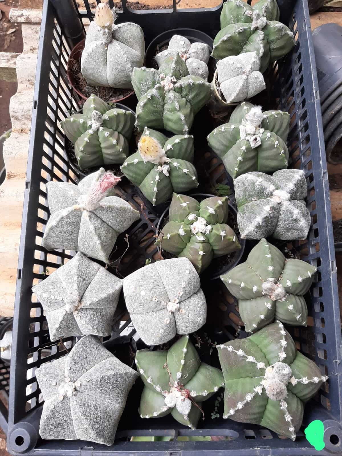 Sementes de cactos ASTROPHYTUM MYRIOSTIGMA - foto 17