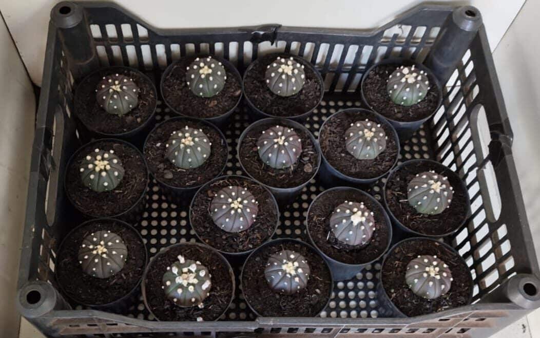ASTROPHYTUM ASTERIAS “Purple”  KIT com 15 plantas